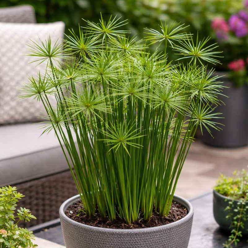 Cyperus Cleopatra - 5" Premium Thriller Annual