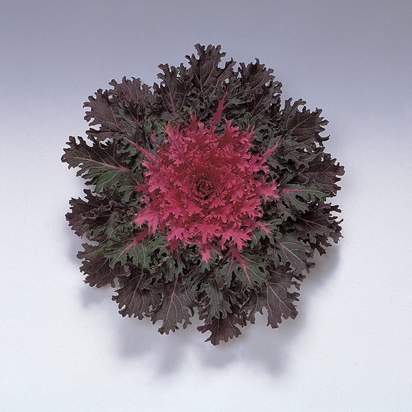 Coral Queen Red Ornamental Kale - 8" Fall Annuals