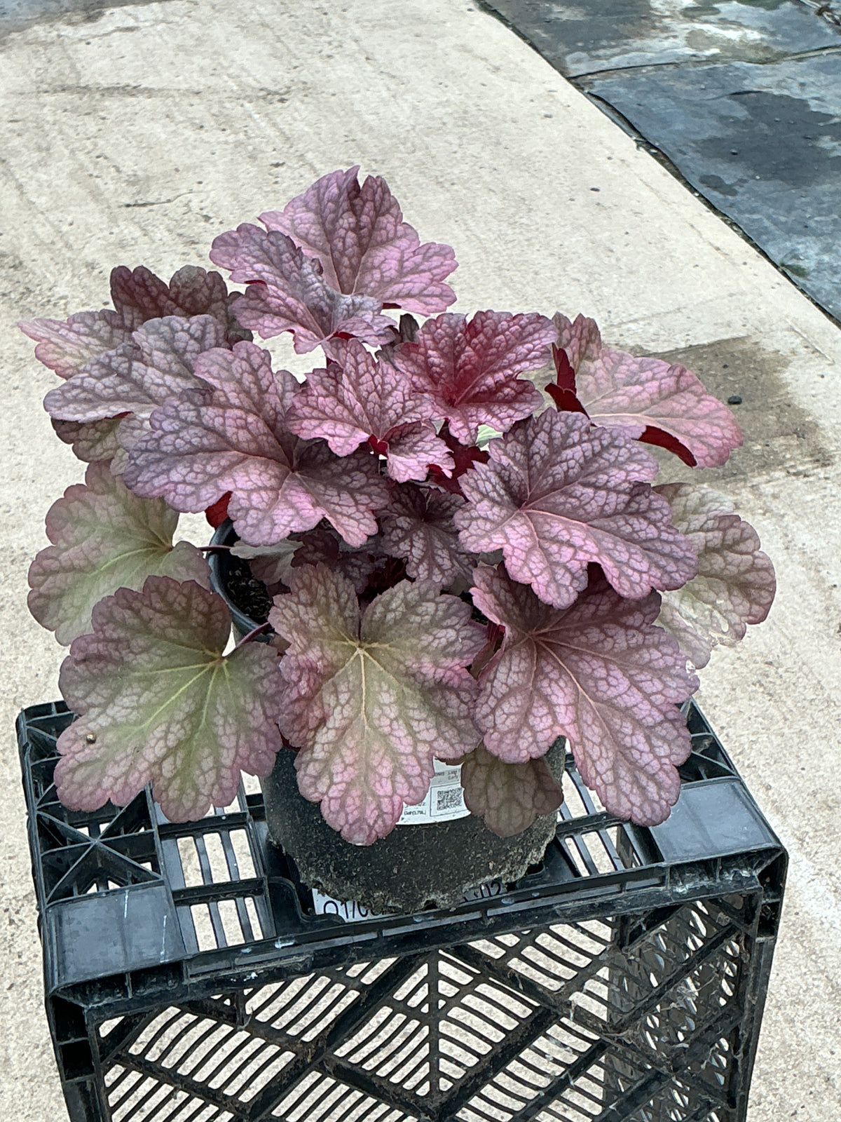 Heuchera Coral Bell Berry Smoothie