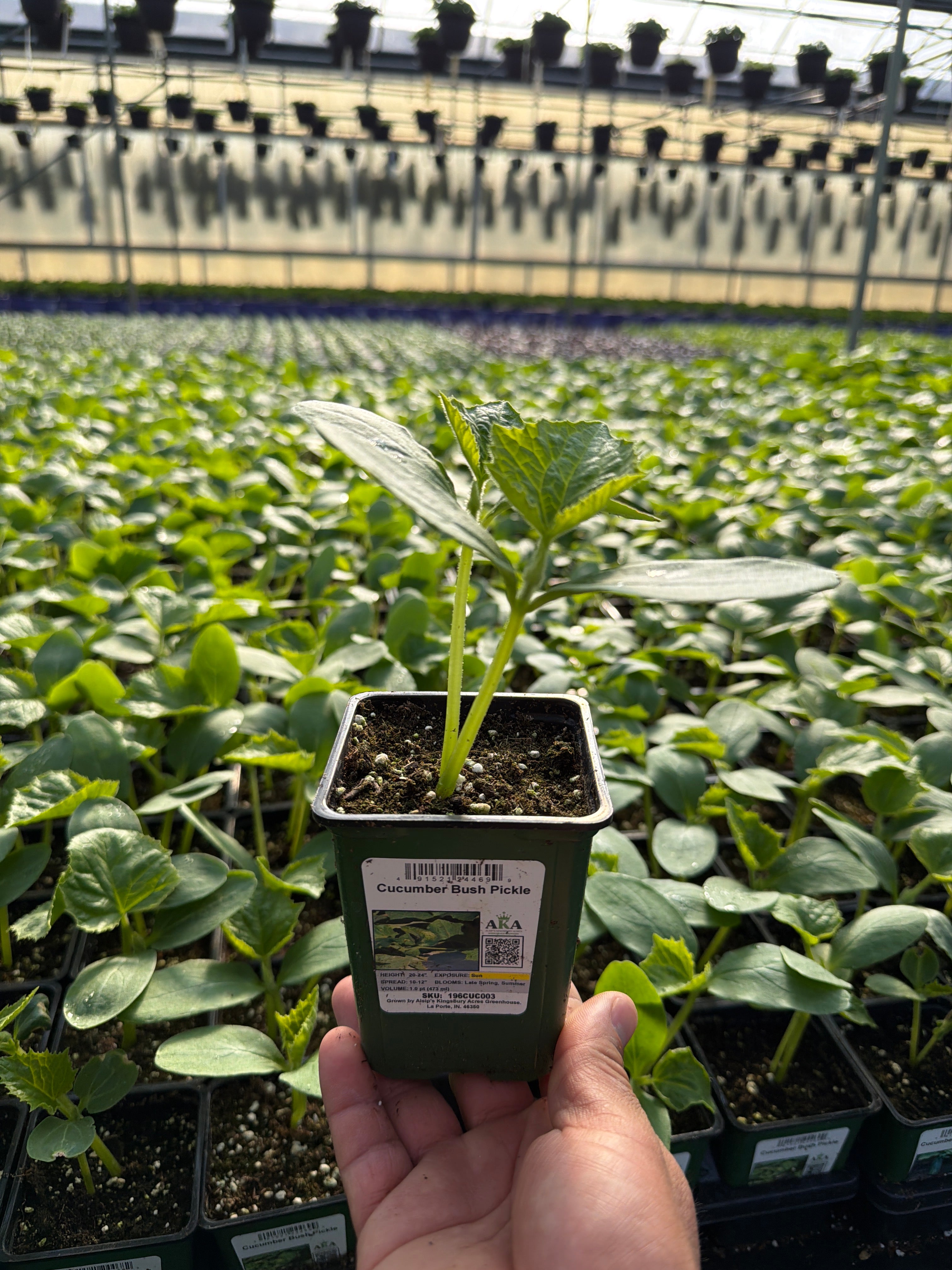 Cucumber Bush Pickle - 4" Potted Vegetable