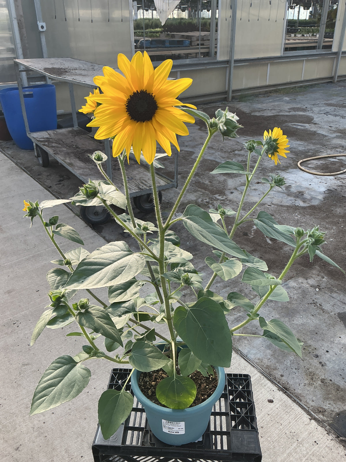 Sunflower Sunfinity Yellow Dark Eye - 8" Planter