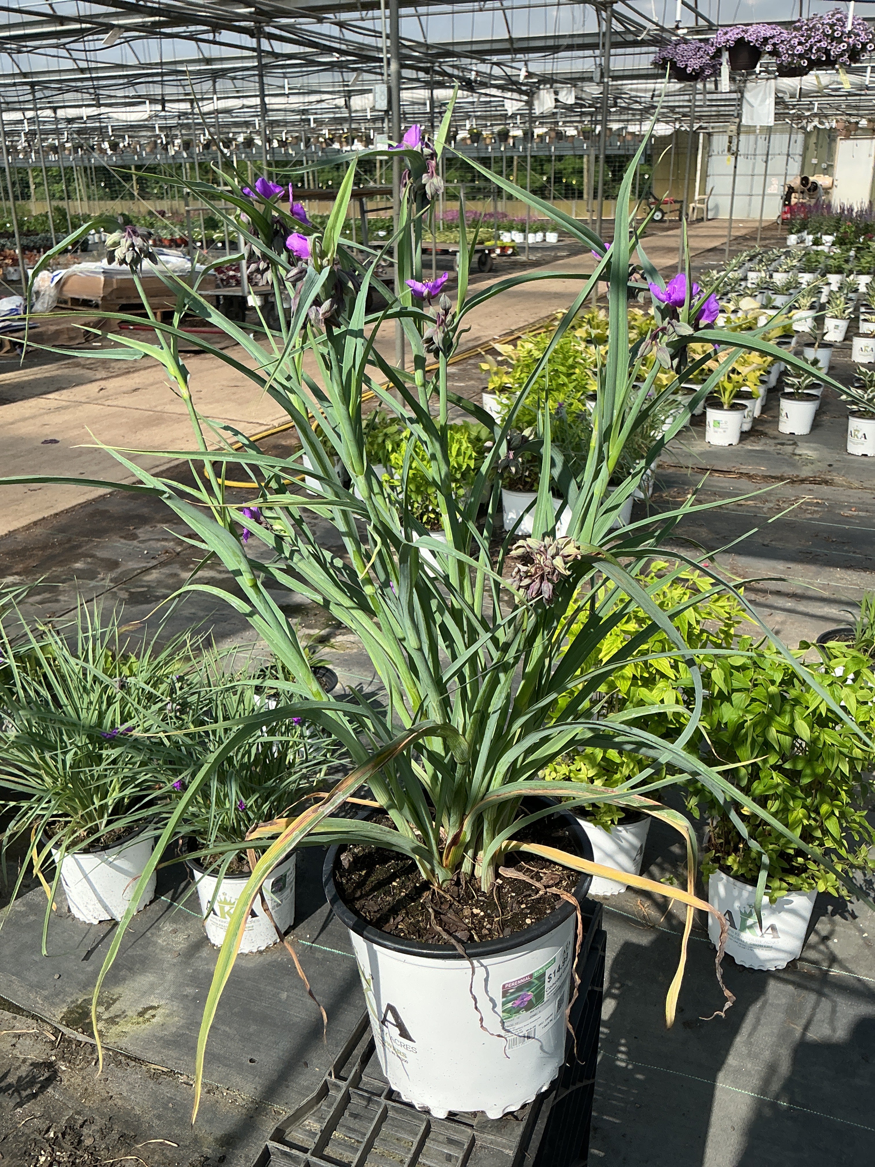 Tradescantia Spiderwort Concord Grape