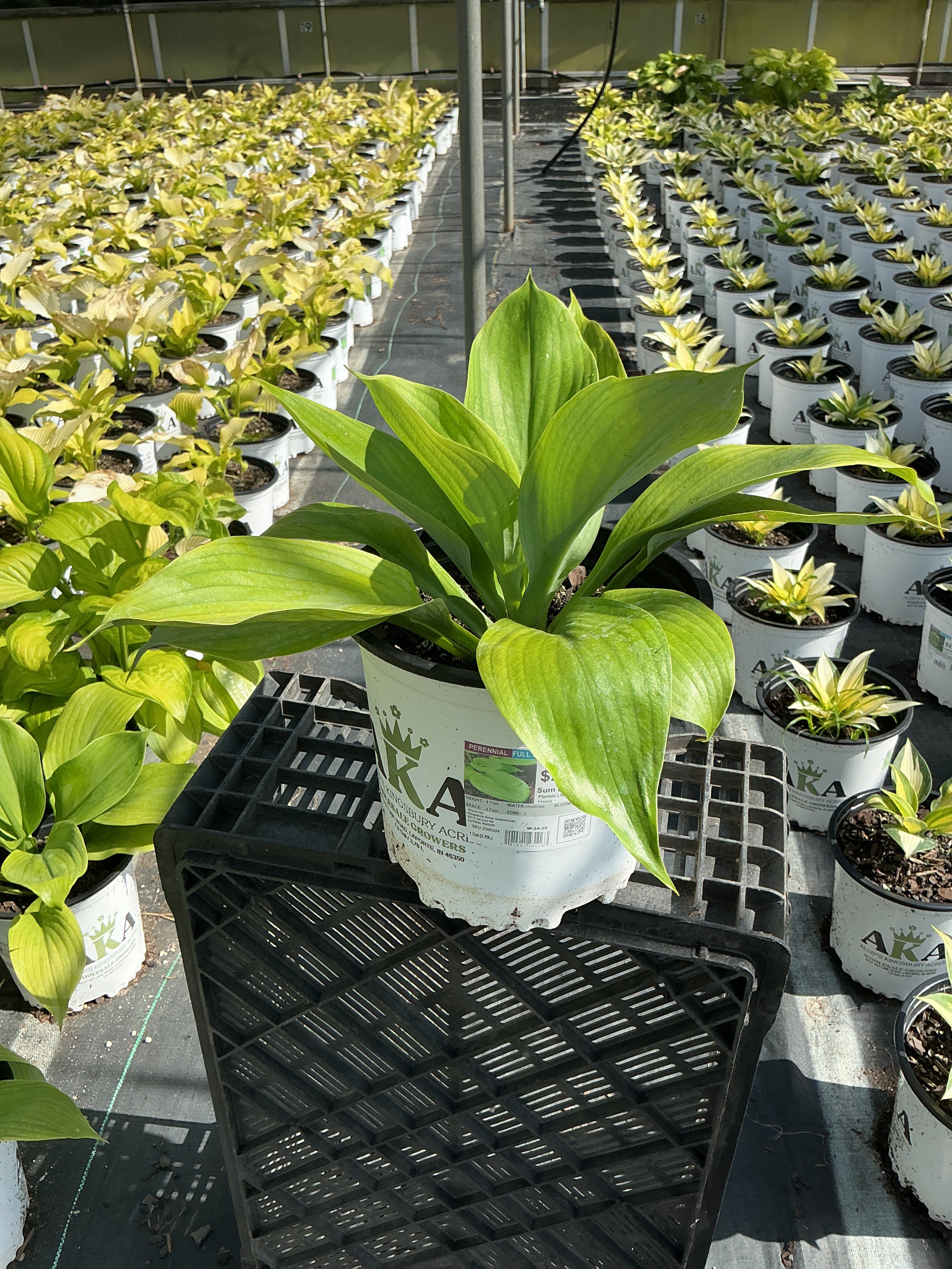 Hosta Plantain Lily Sum & Substance