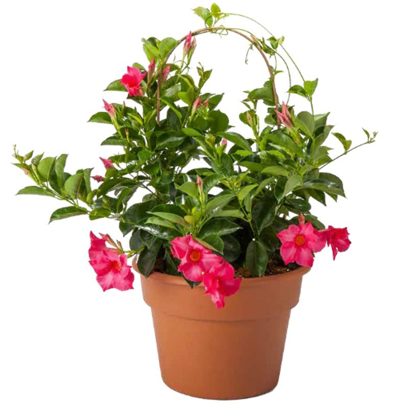 Dipladenia Madinia Coral Pink - 5" Premium Annual