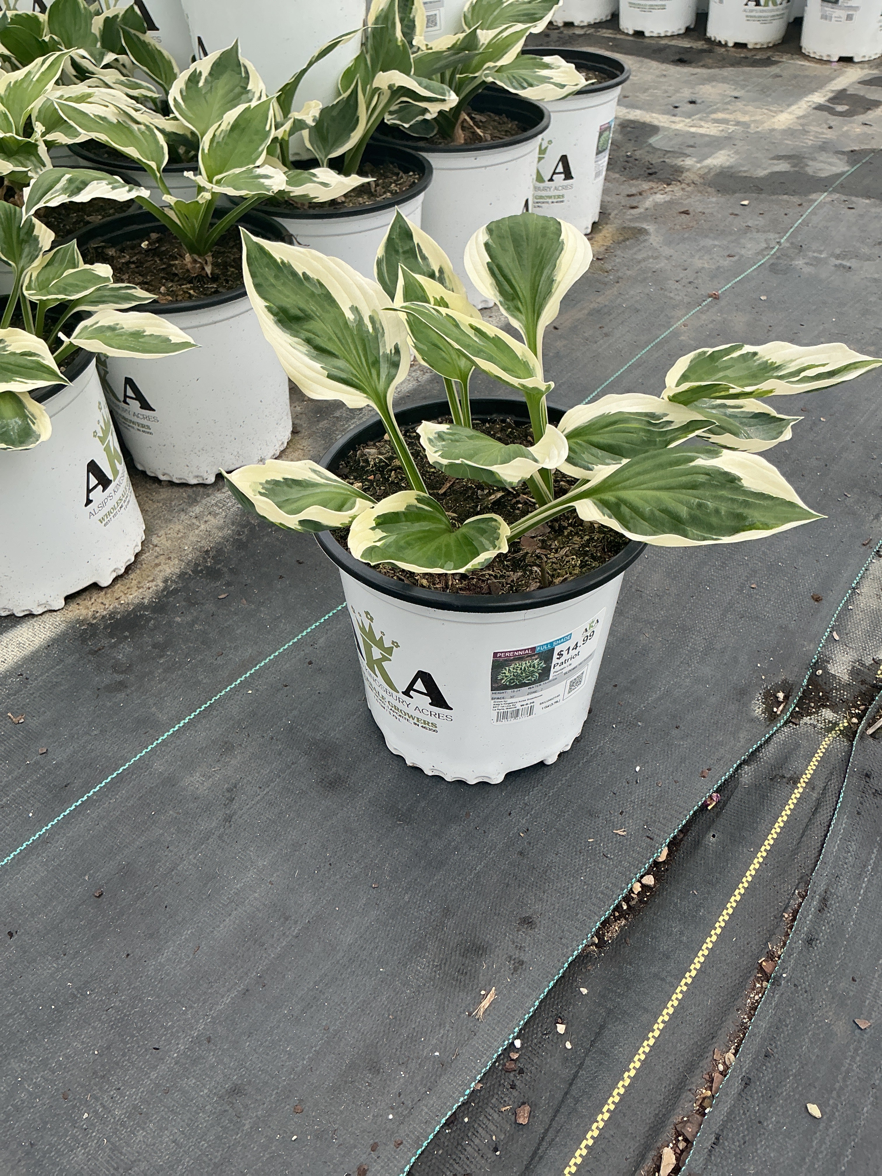 Hosta Plantain Lily Patriot