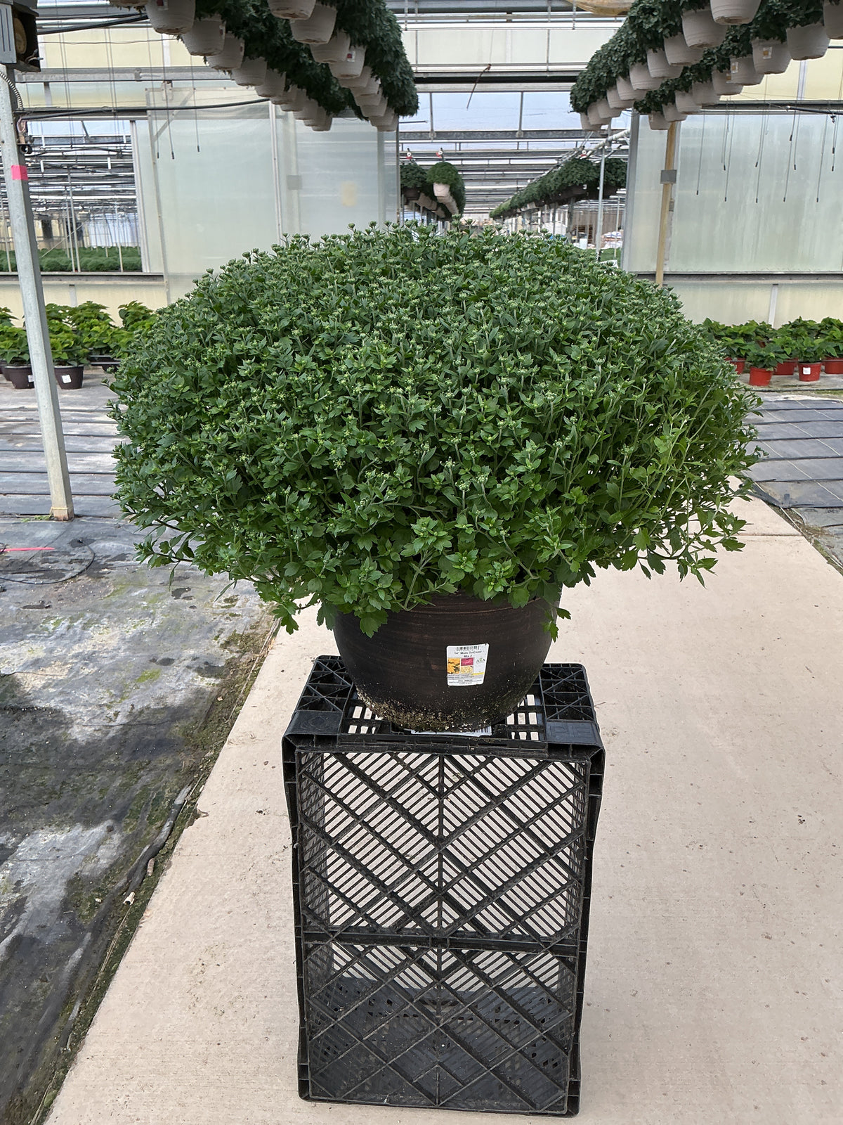 Jacqueline Tricolor (Mix 2) - 14" Deco Pot Garden Mum