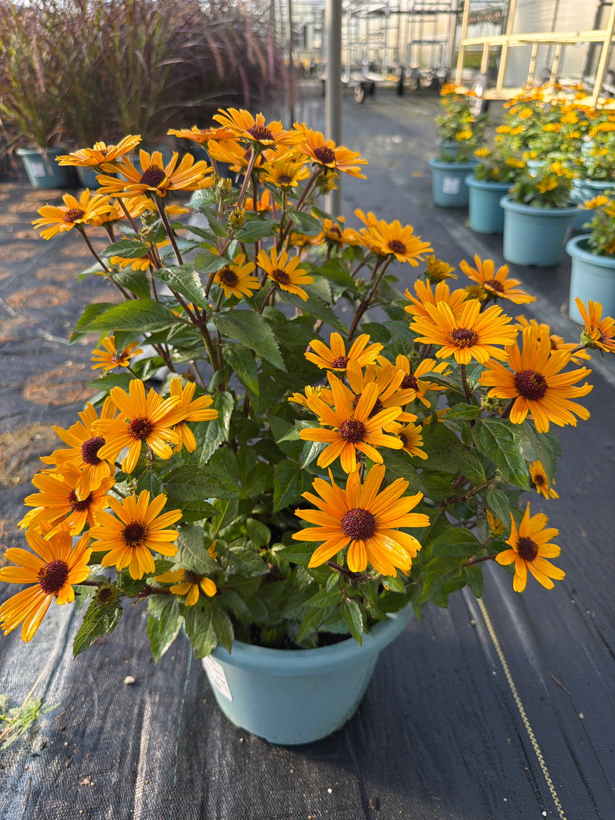 8” Heliopsis Sole Giatto