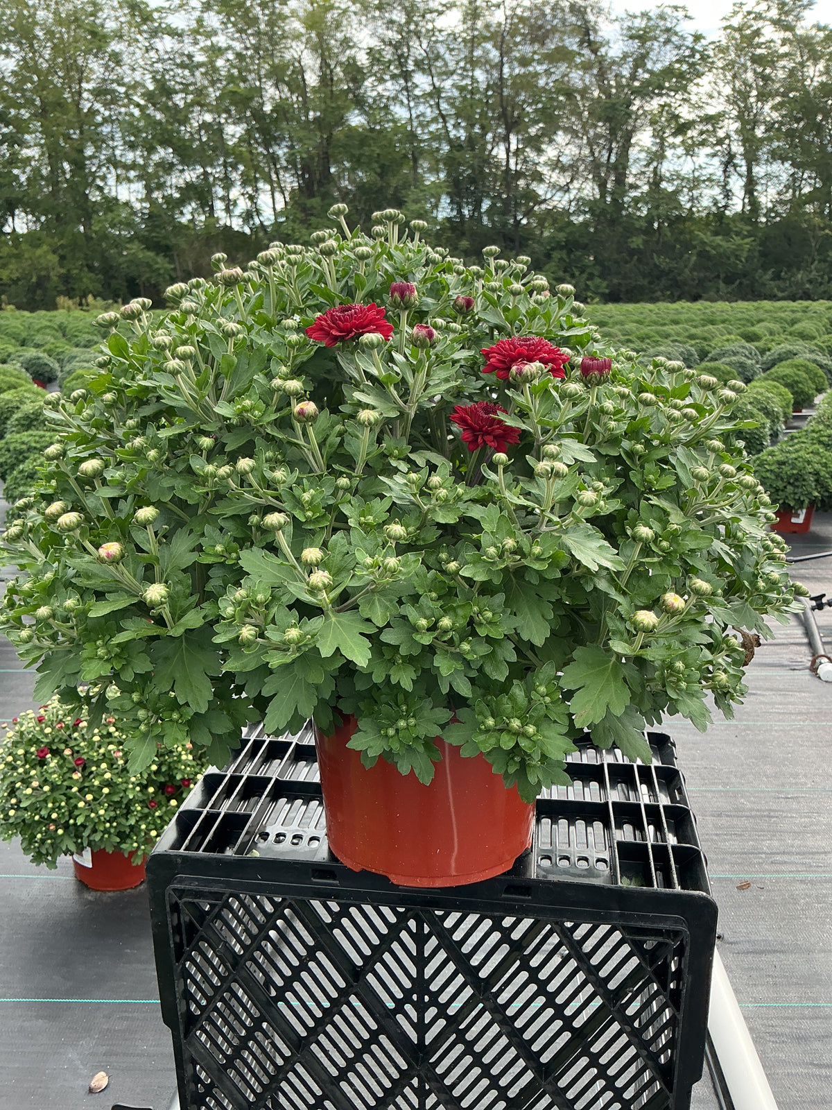 Radiant Red - 8"x6" Potted Garden Mum