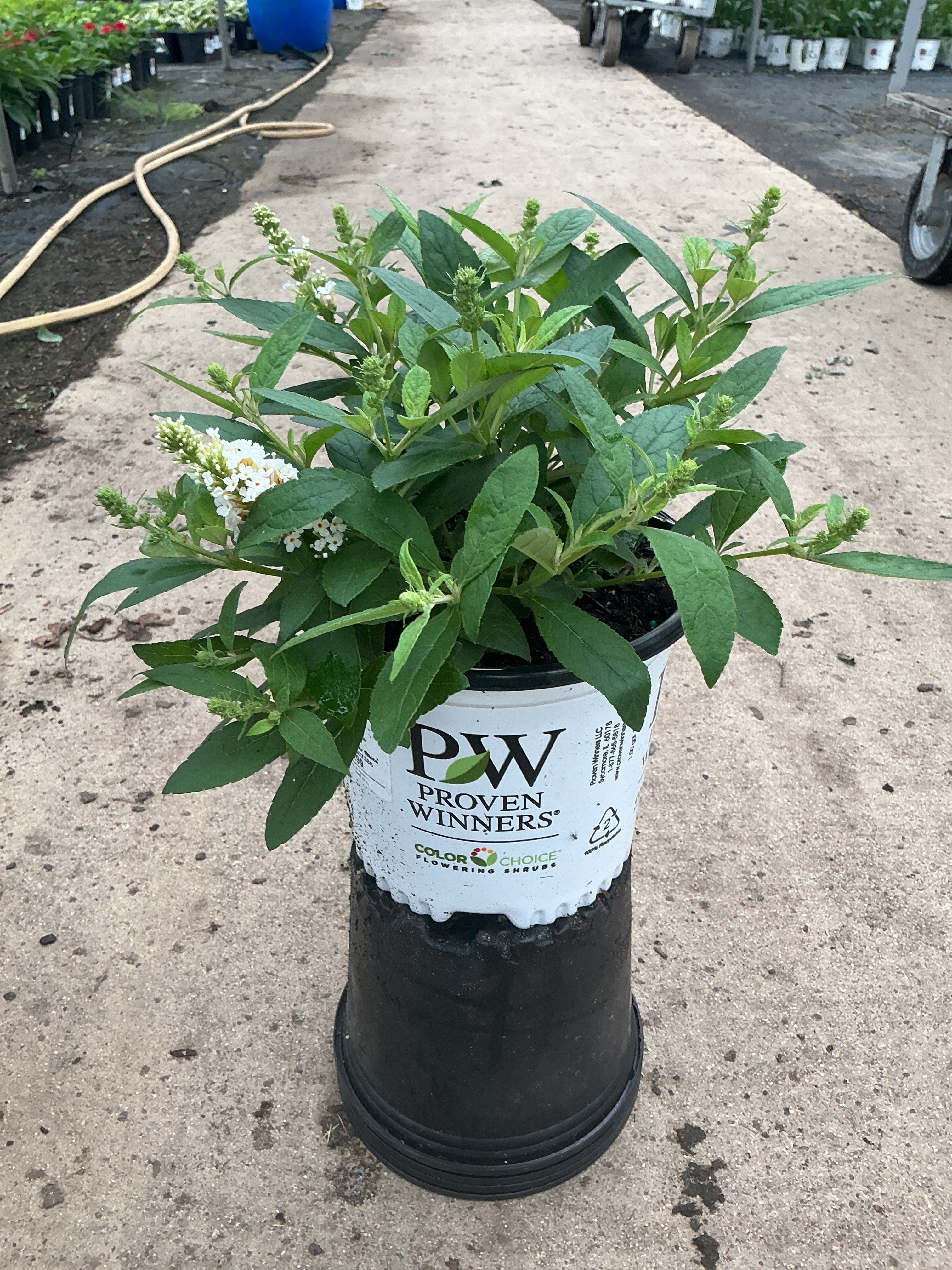 Buddleia Butterfly Little Rockstar White
