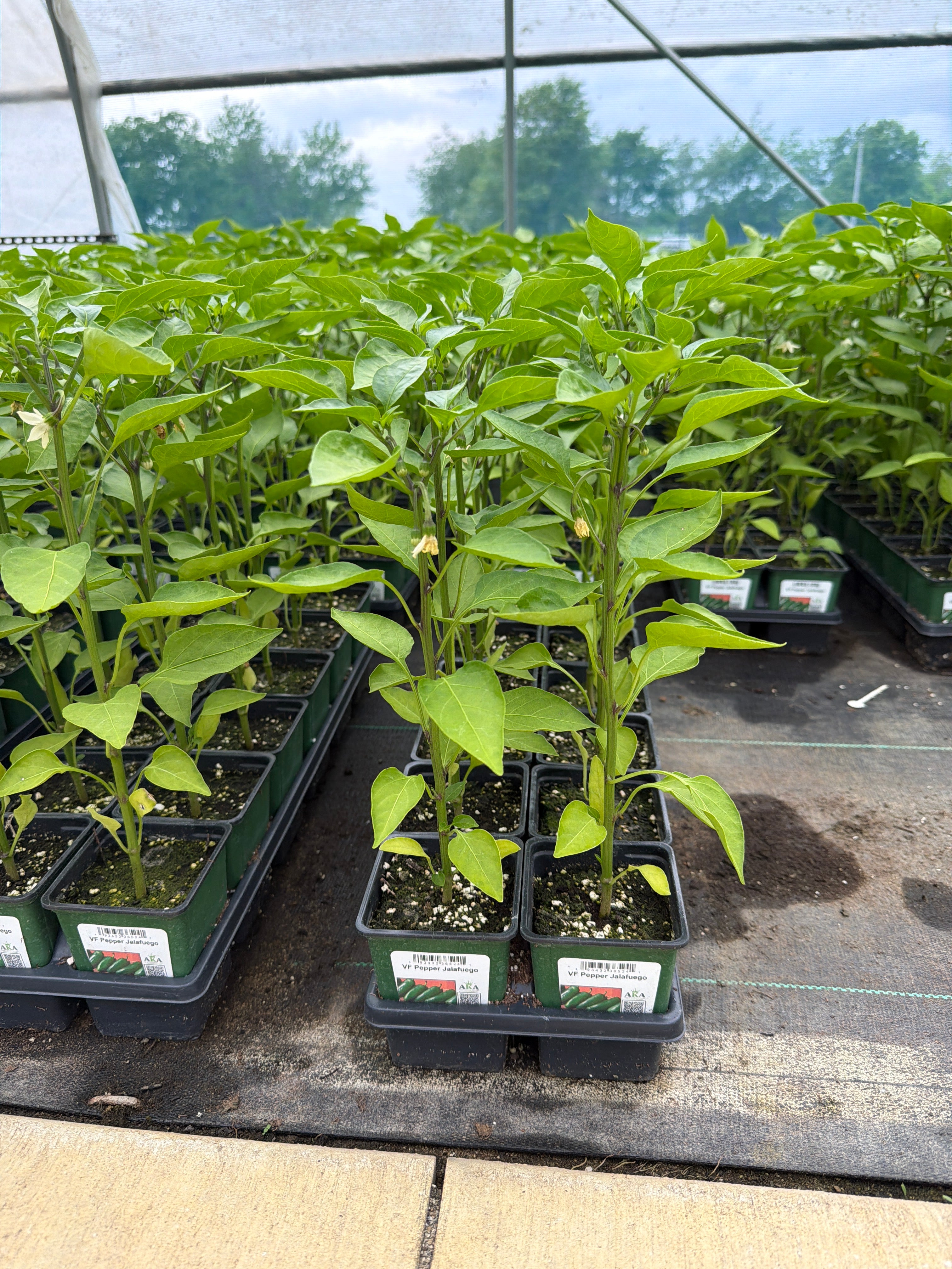Pepper Jalafuego - 4" Potted Vegetable