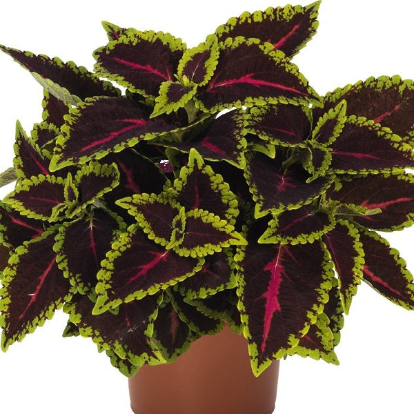 Coleus Alligator Alley - 4.33" Premium Annual