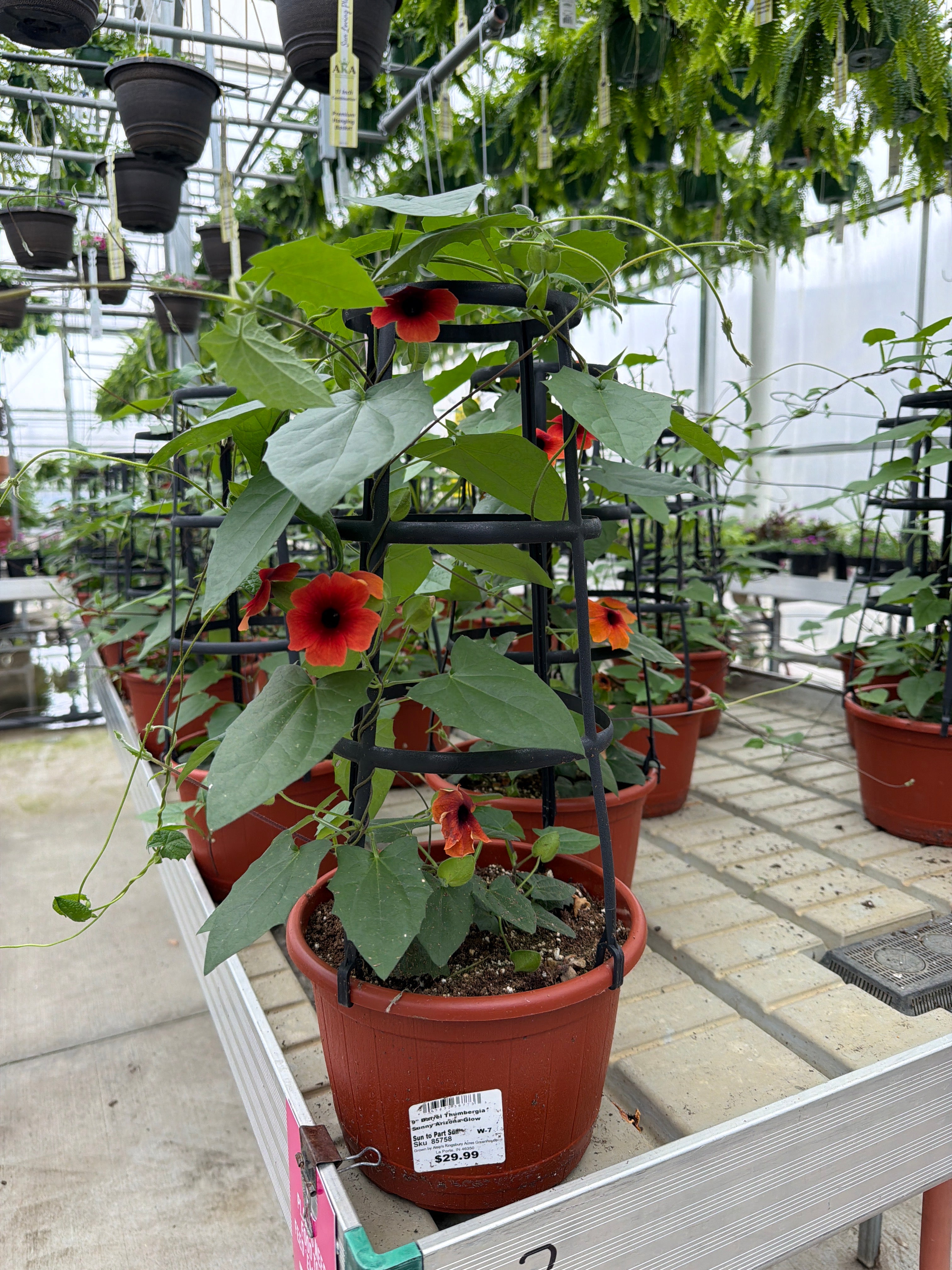 Thunbergia Sunny Arizona Glow - 9" Trellis Planter