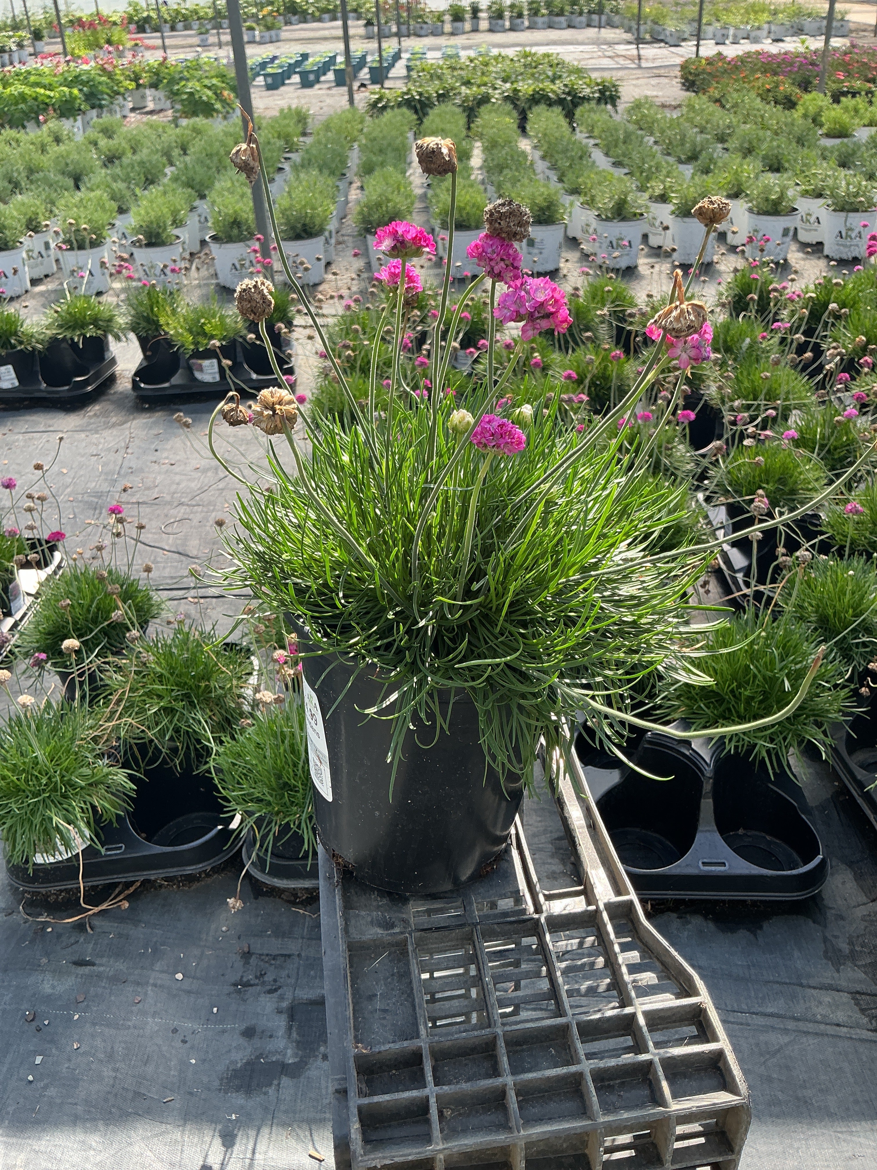 Armeria Thrift Splendens - 6" Perennial