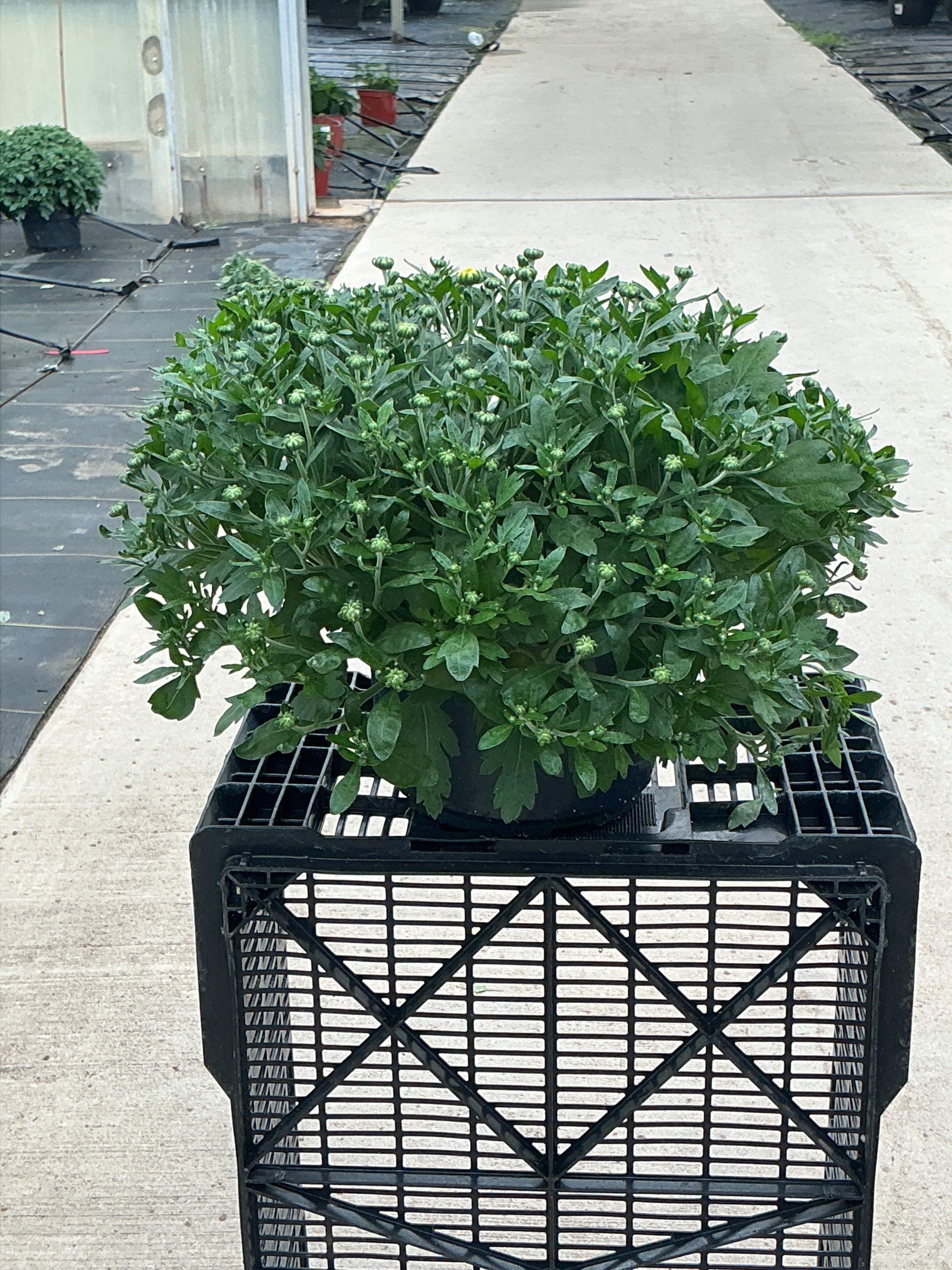 Beach Yellow - 8"x5" Potted Garden Mum