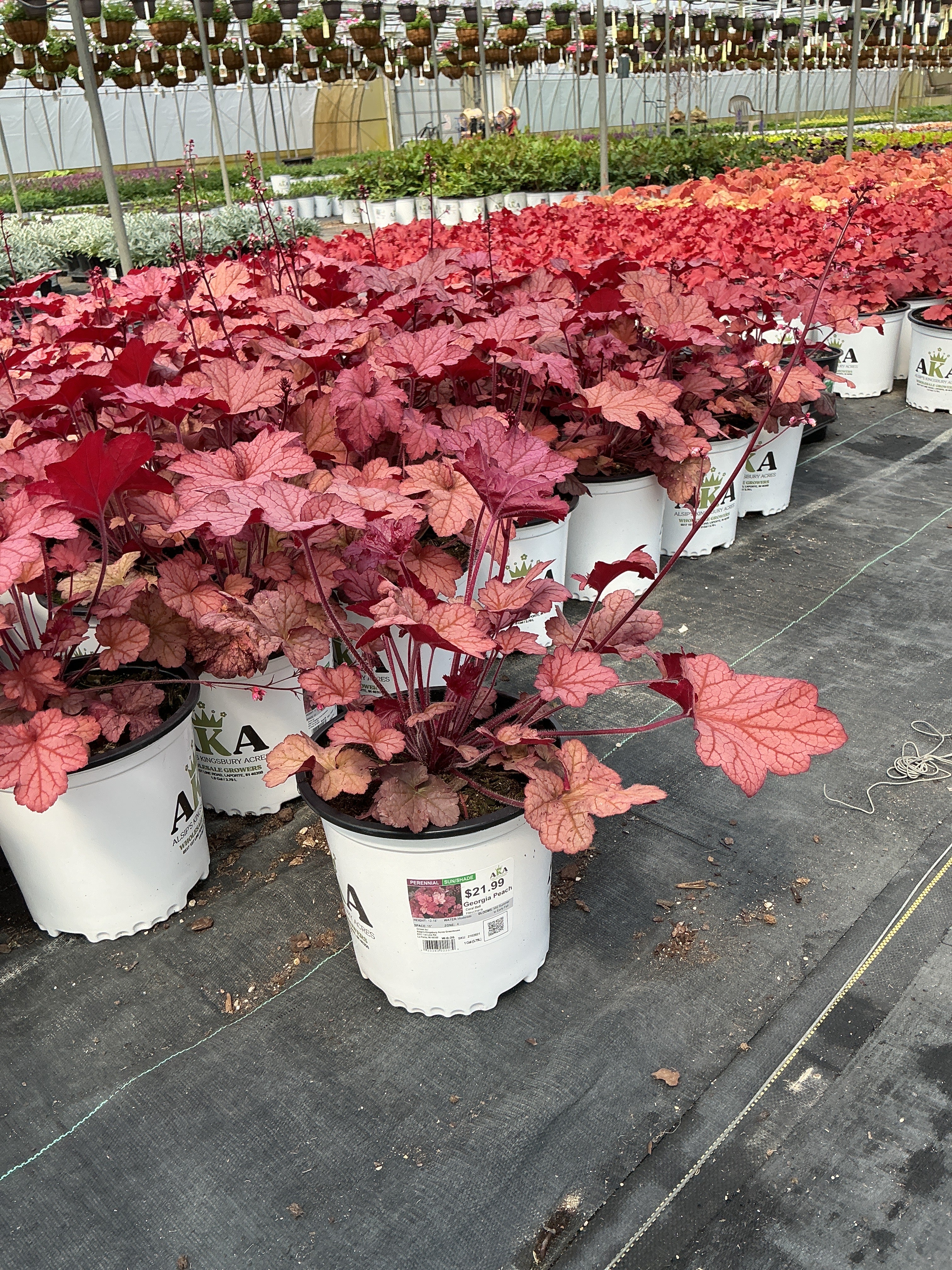 Heuchera Coral Bell Georgia Peach