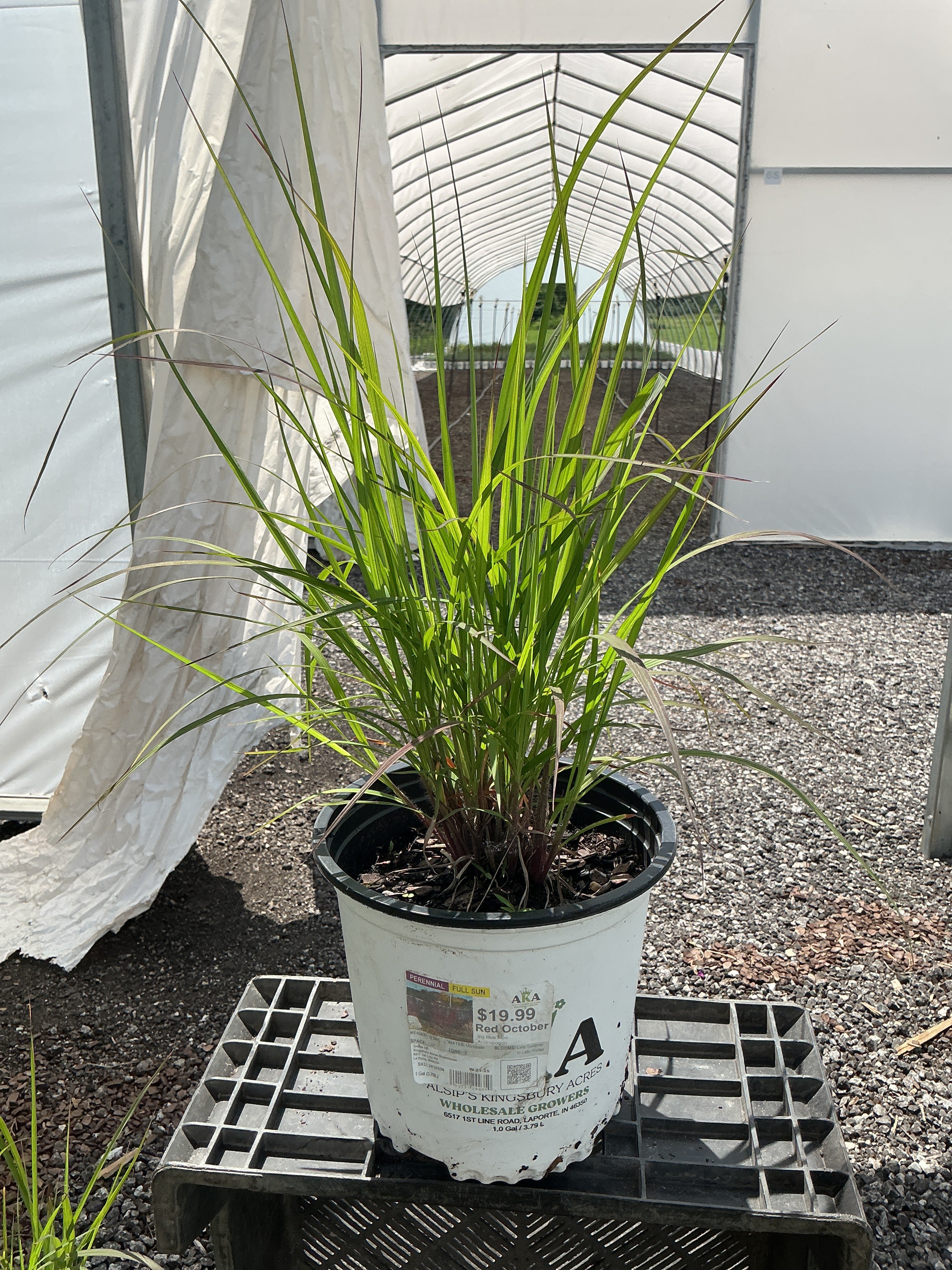 Andropogon Big Blue Stem Red October