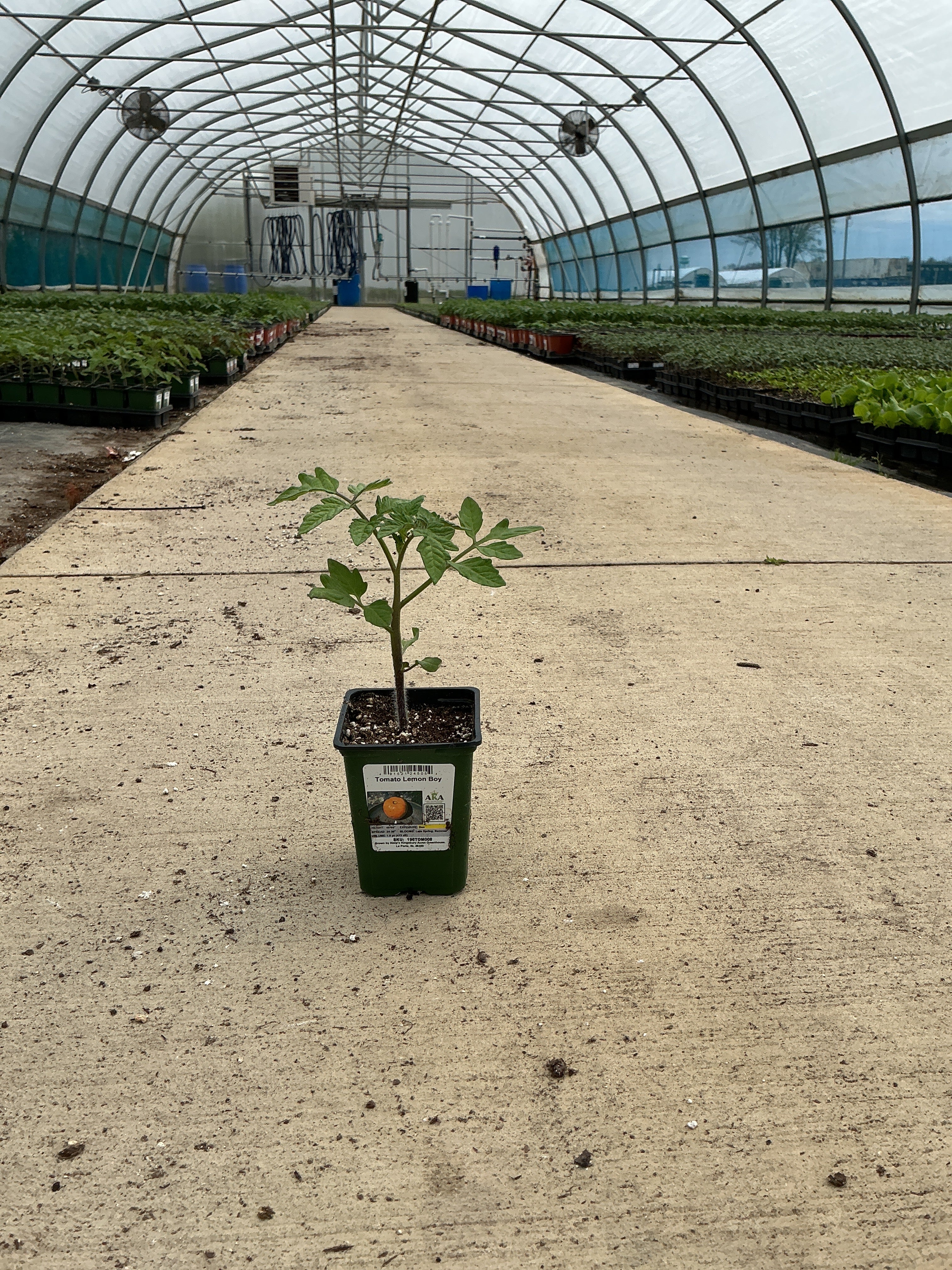 Tomato Lemon Boy - 4" Potted Vegetable