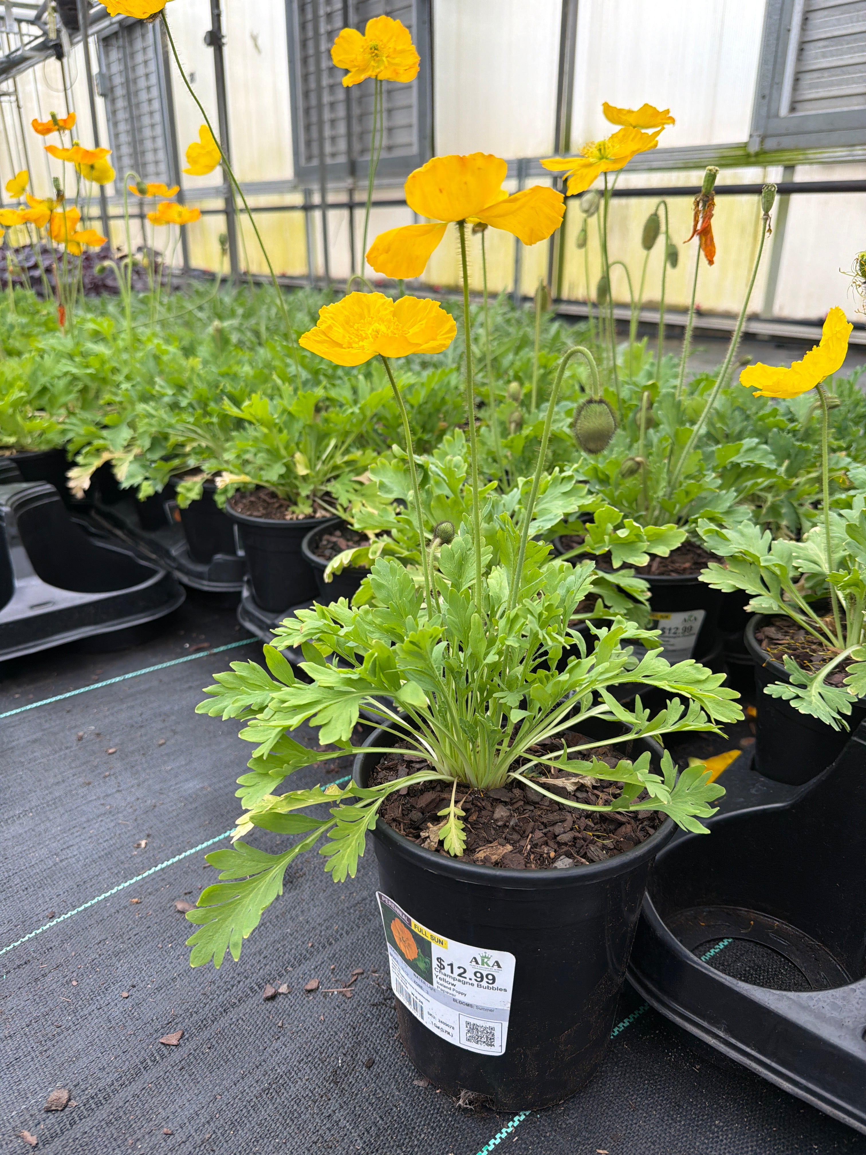 Papaver Iceland Poppy Champagne Bubbles Yellow - 6" Perennial