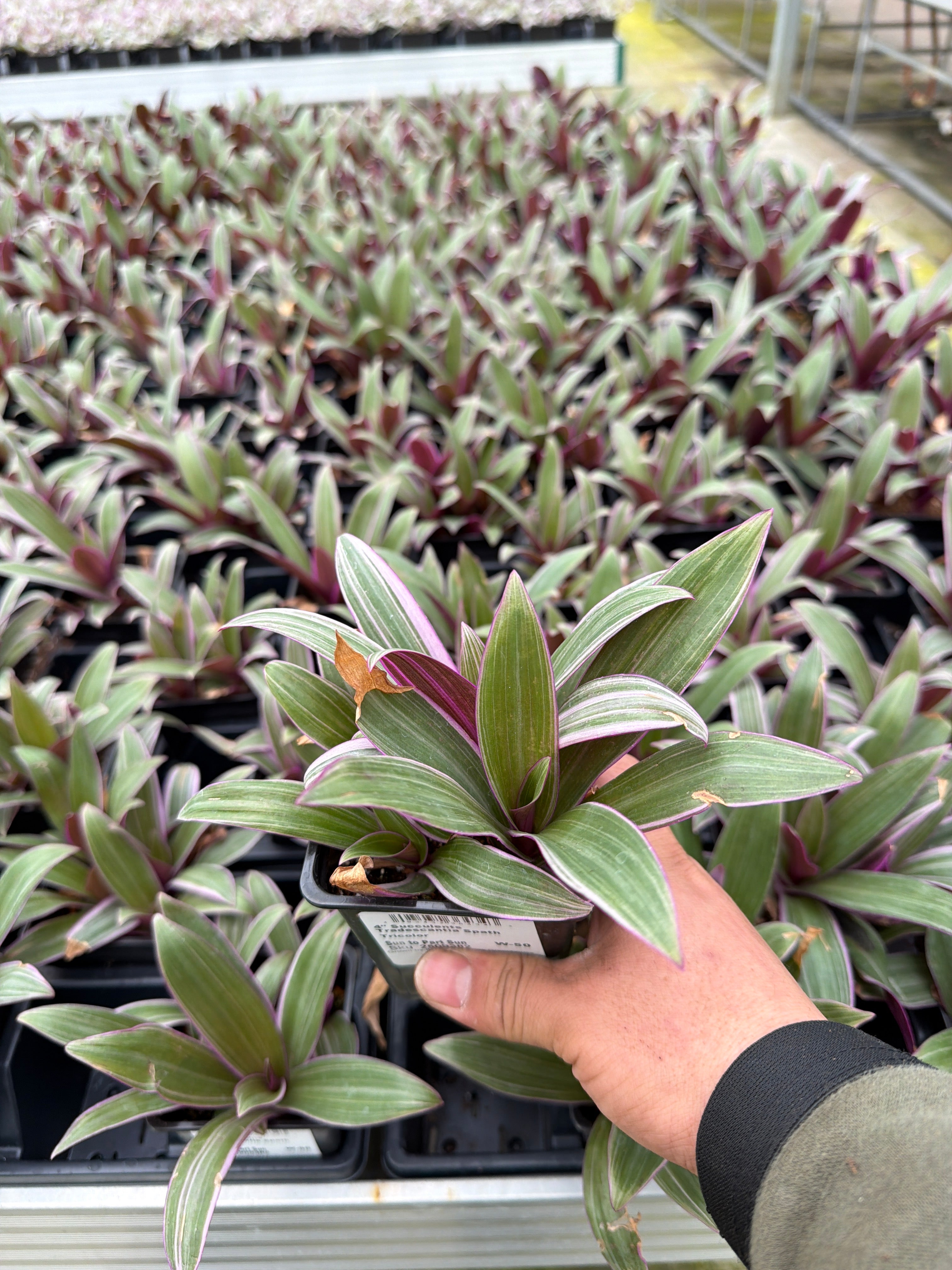 Tradescantia Spath Tcol - 4" Houseplants