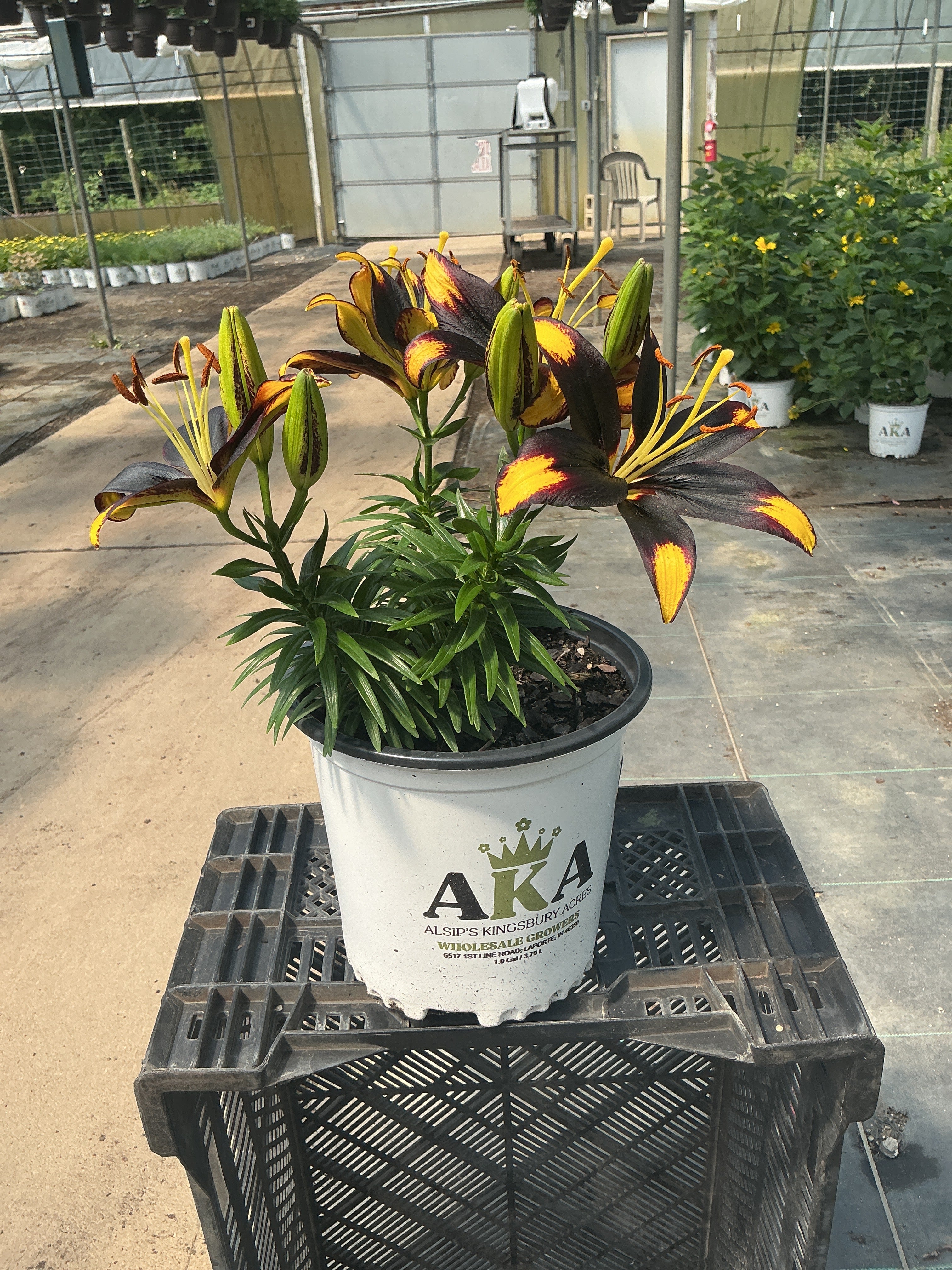 Lilium Lily Lily Looks Tiny Massive