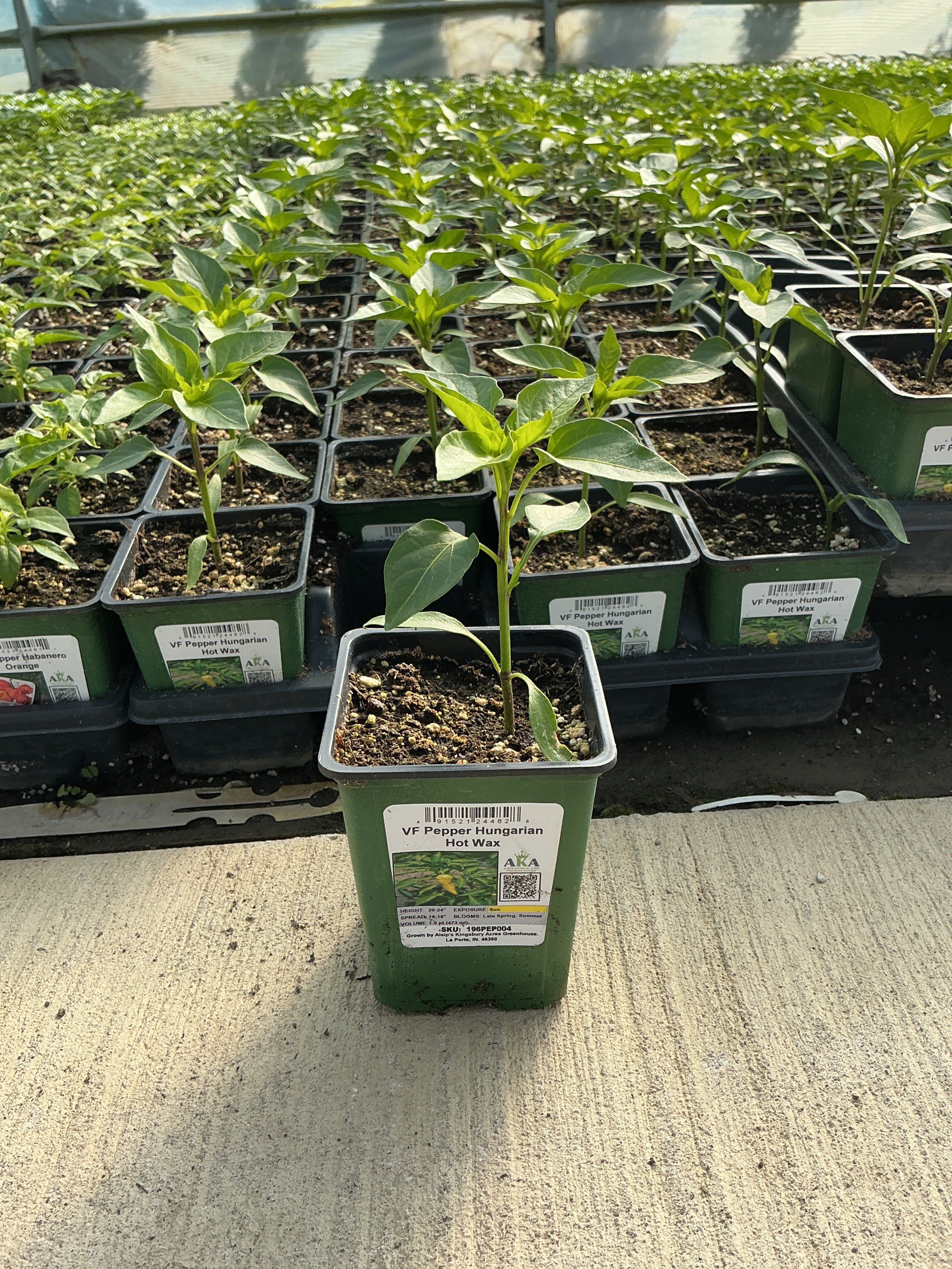 Pepper Hungarian Hot Wax - 4" Potted Vegetable