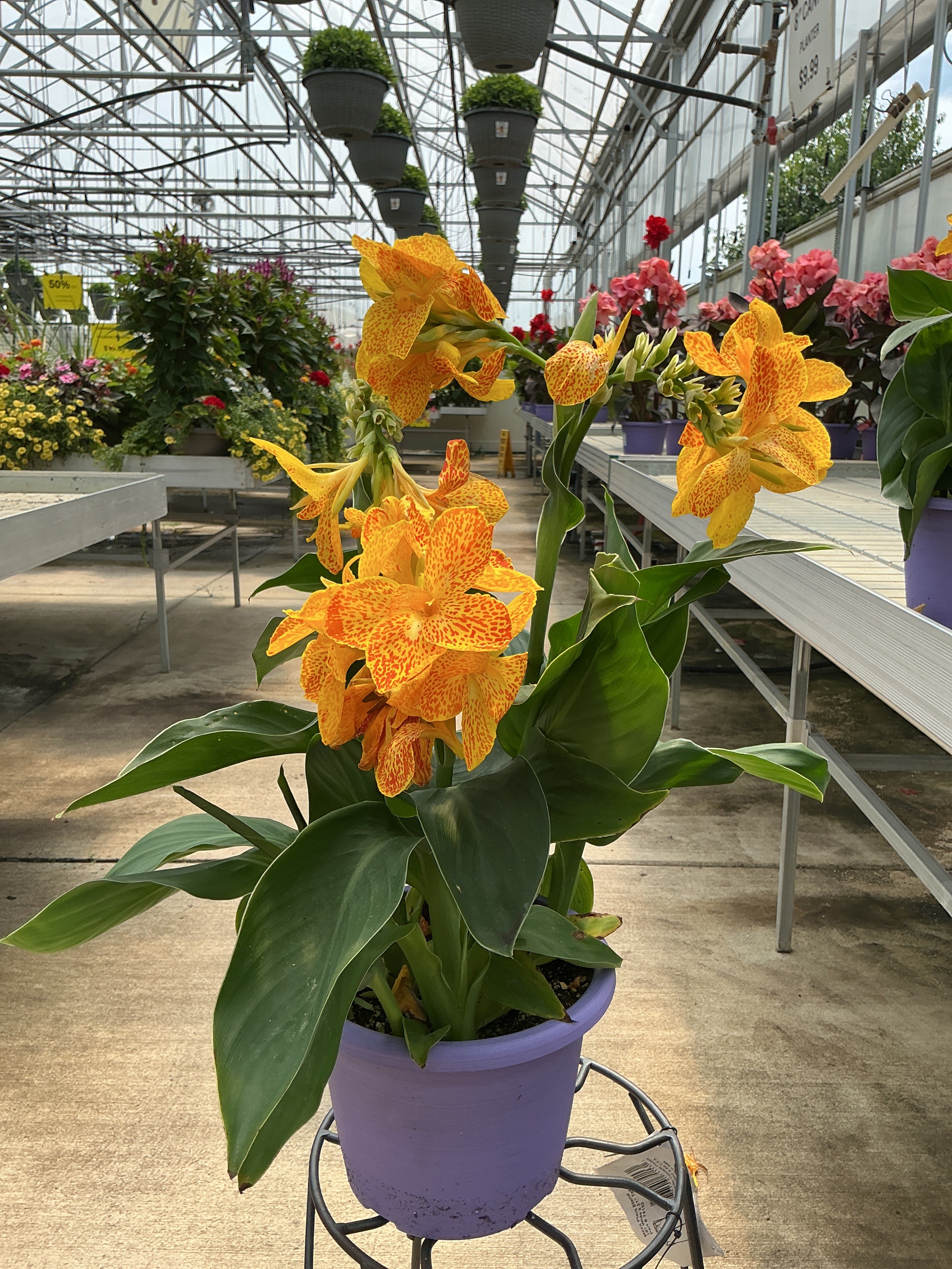 Canna Cannova Golden Leopard - 8" Planter