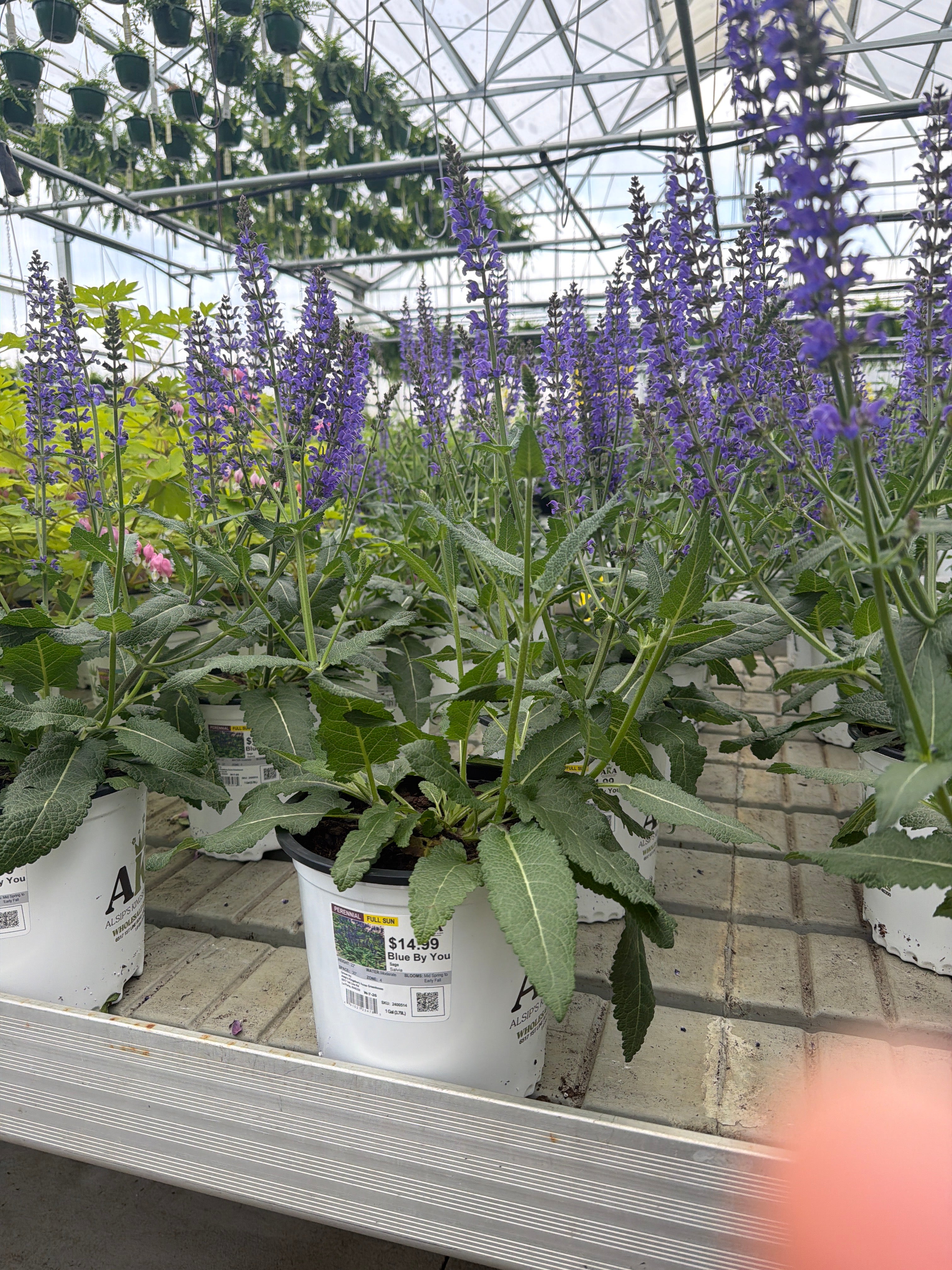 Salvia Sage Blue By You