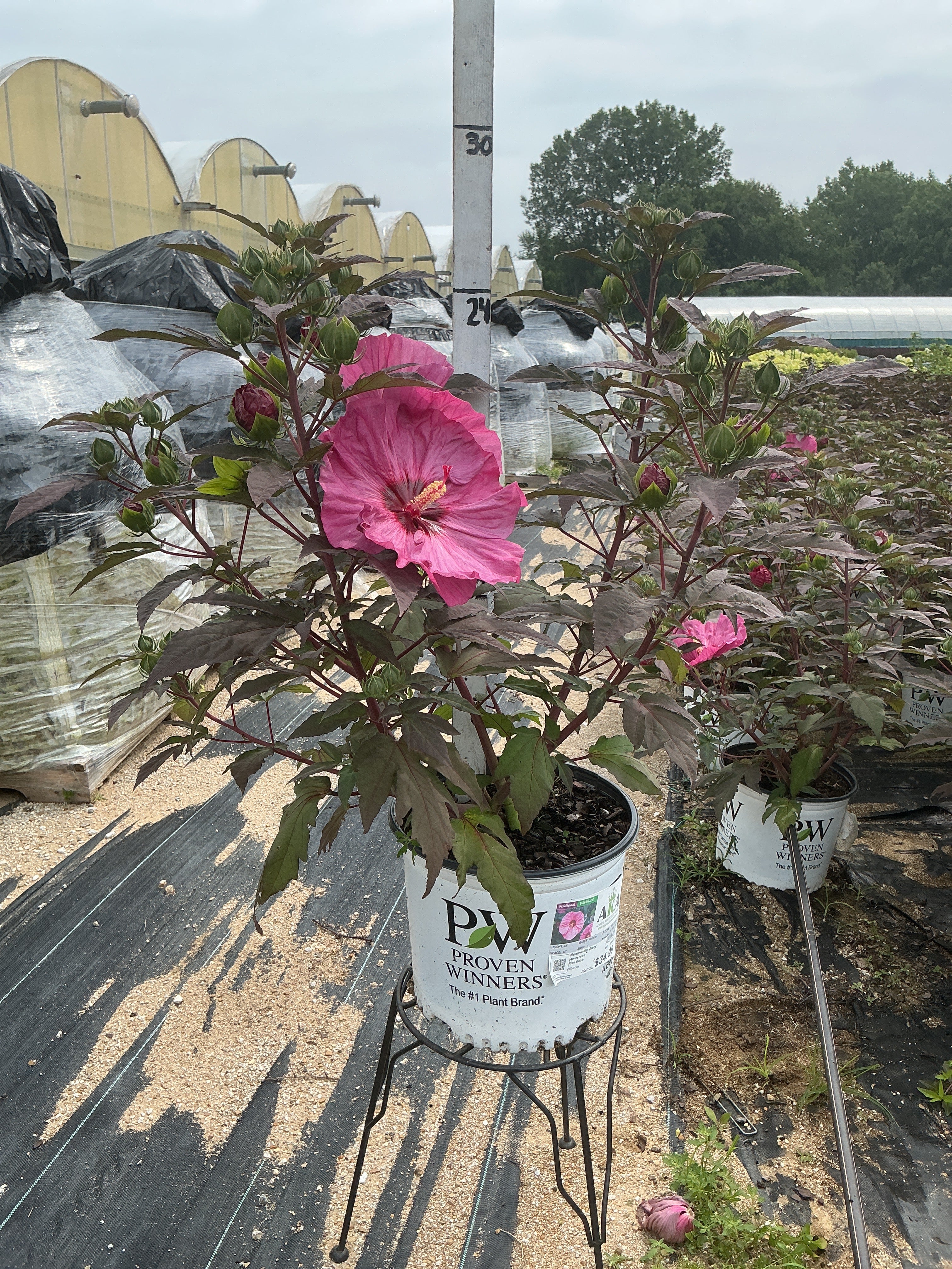 Hibiscus Rose Mallow Summerific Berry Awesome