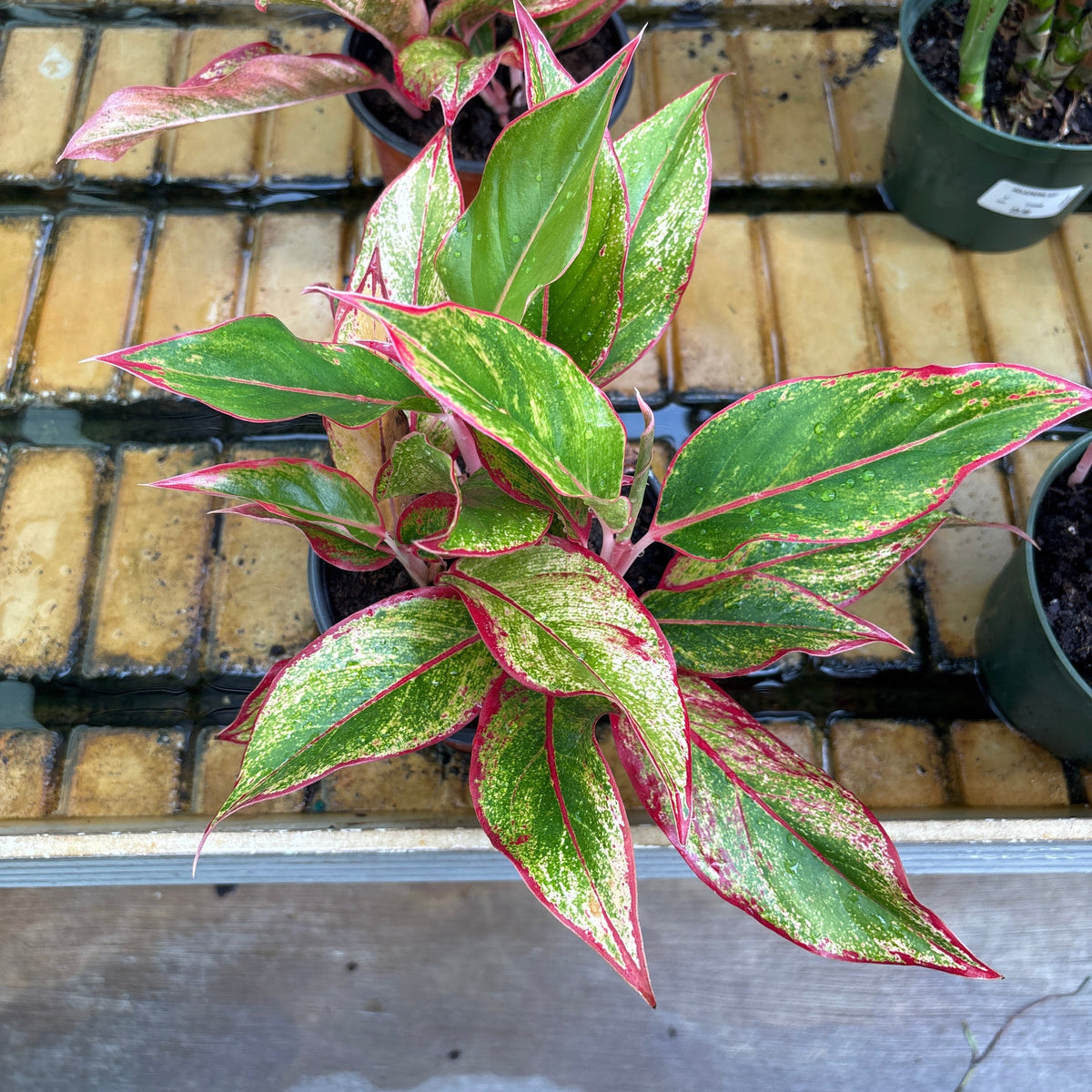 Aglaonema Red Creta - Aglaonema commutatum - 6" Potted Houseplant