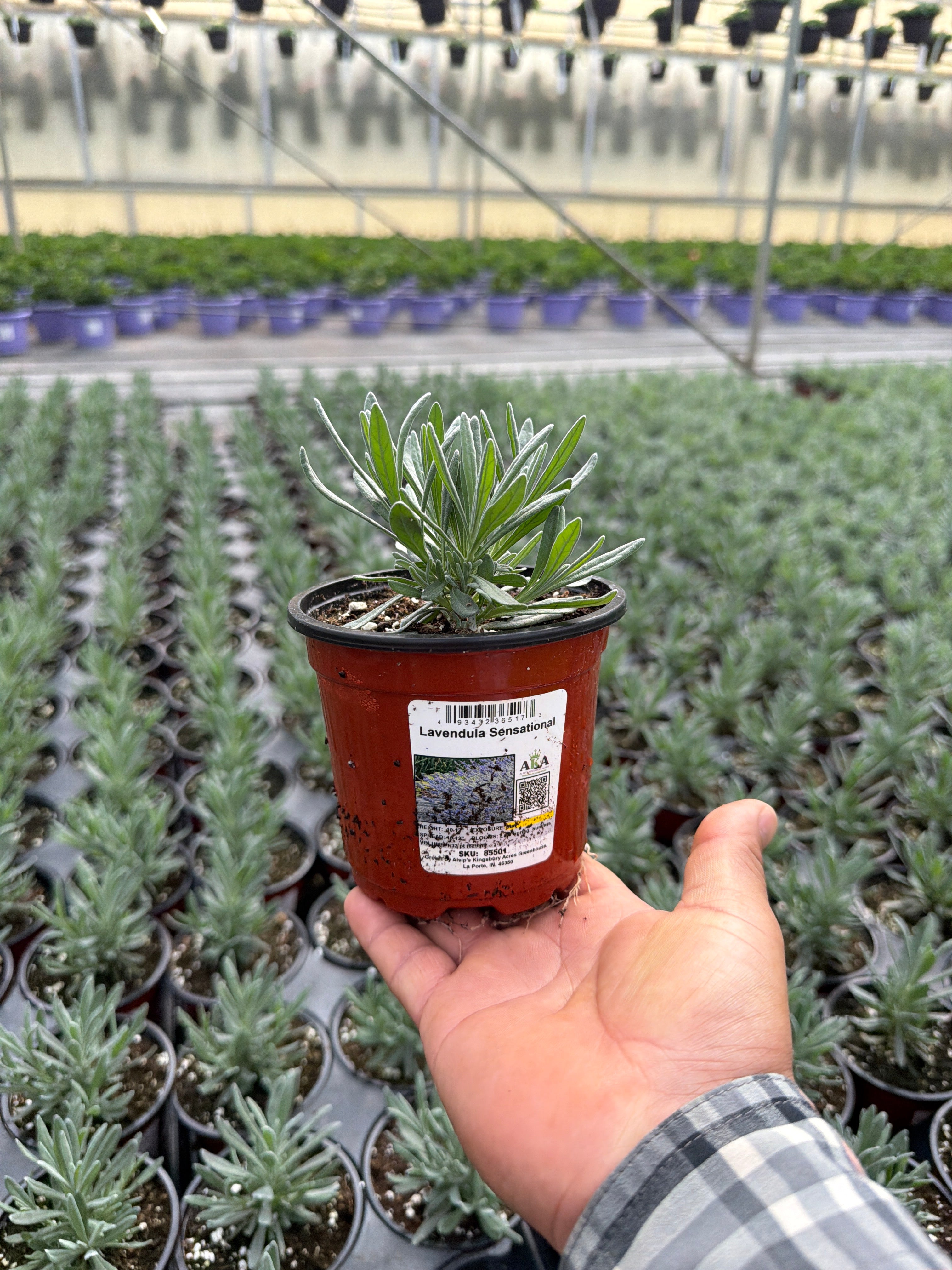 Lavendula Sensational - 4.33" Potted Herb