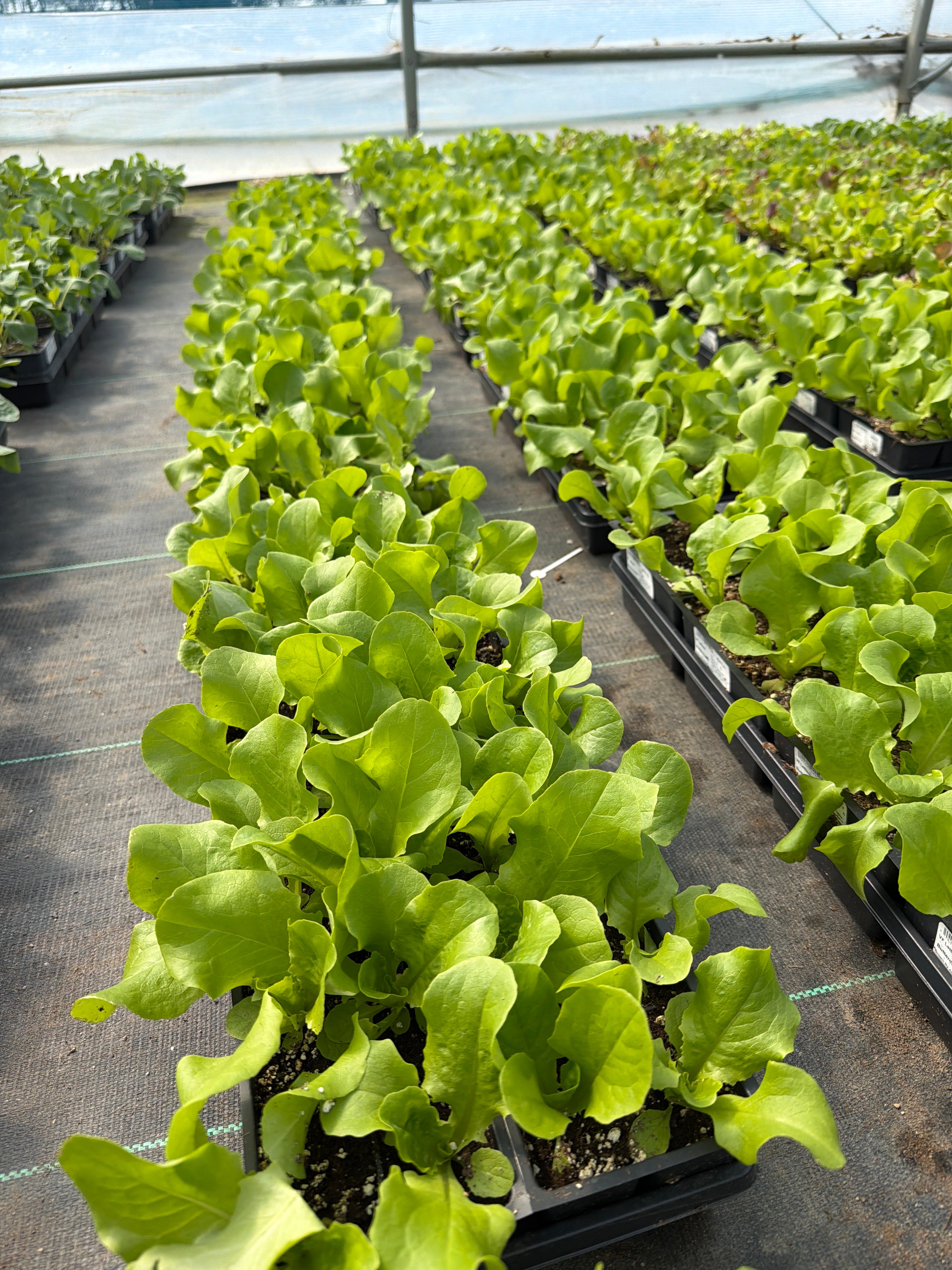 Lettuce Buttercrunch - 4 Pack Vegetable