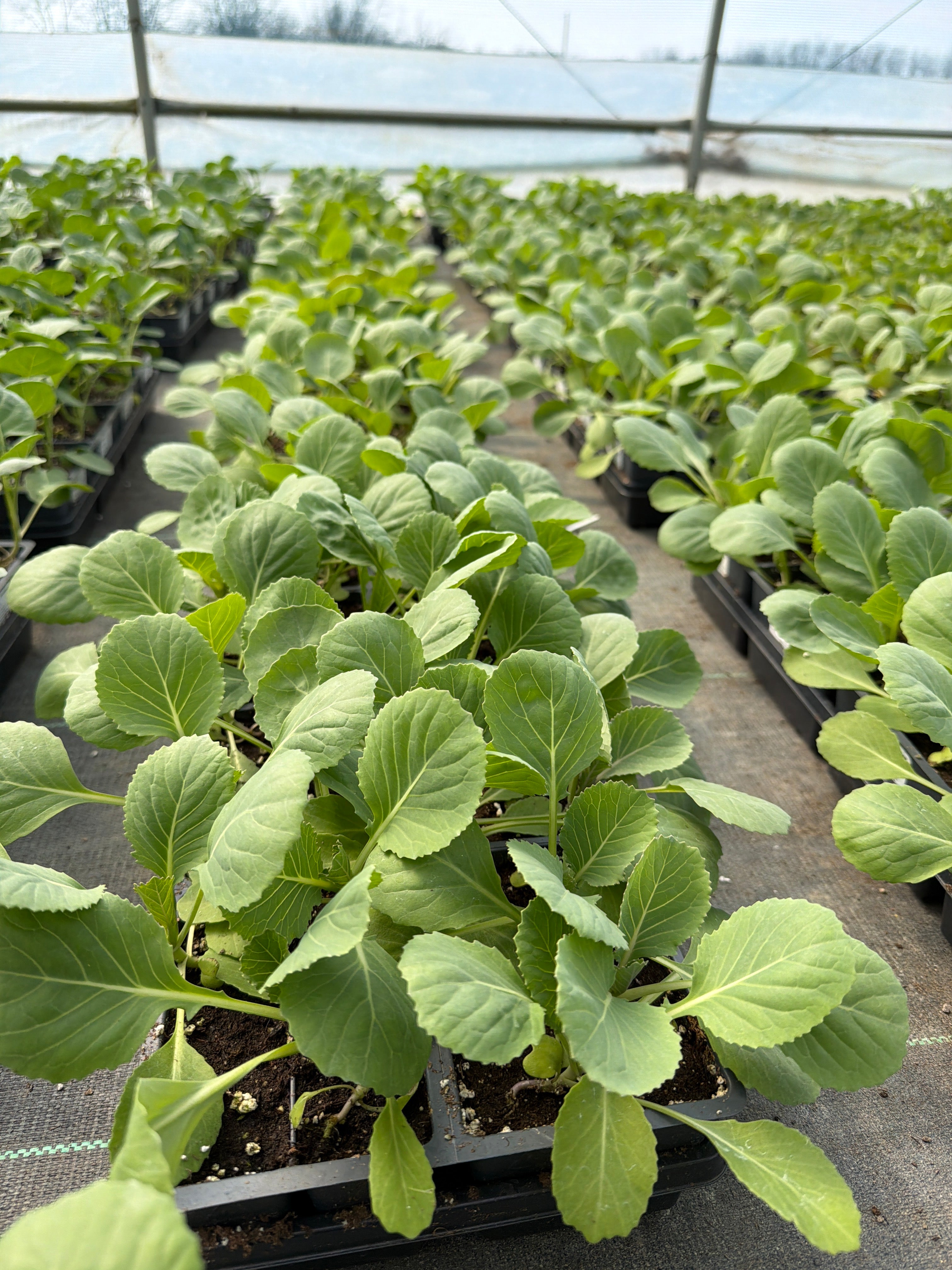 Cabbage Late Flat Dutch - 4 Pack Vegetable
