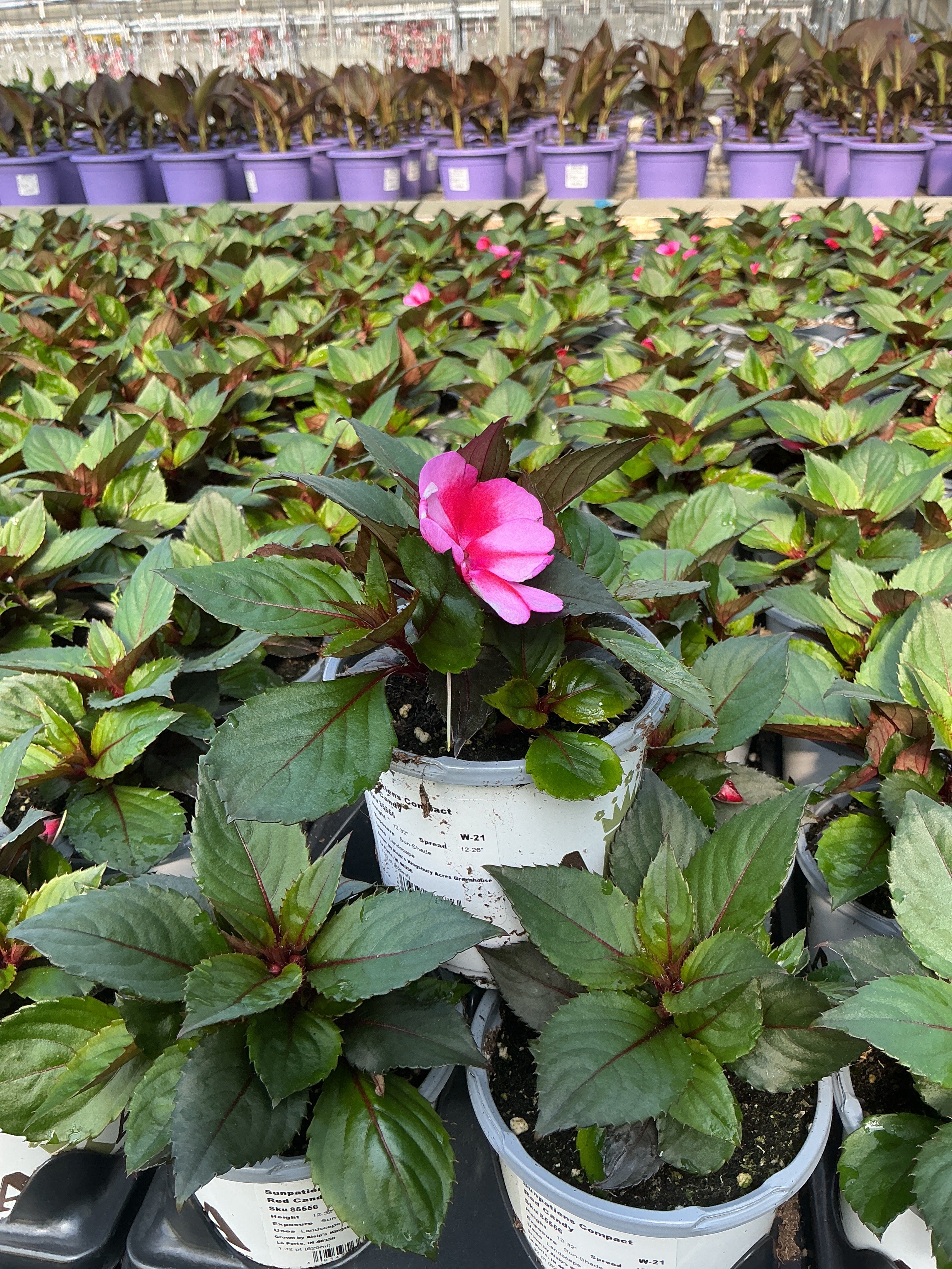 SunPatiens Red Candy - 4.33" Premium Annual