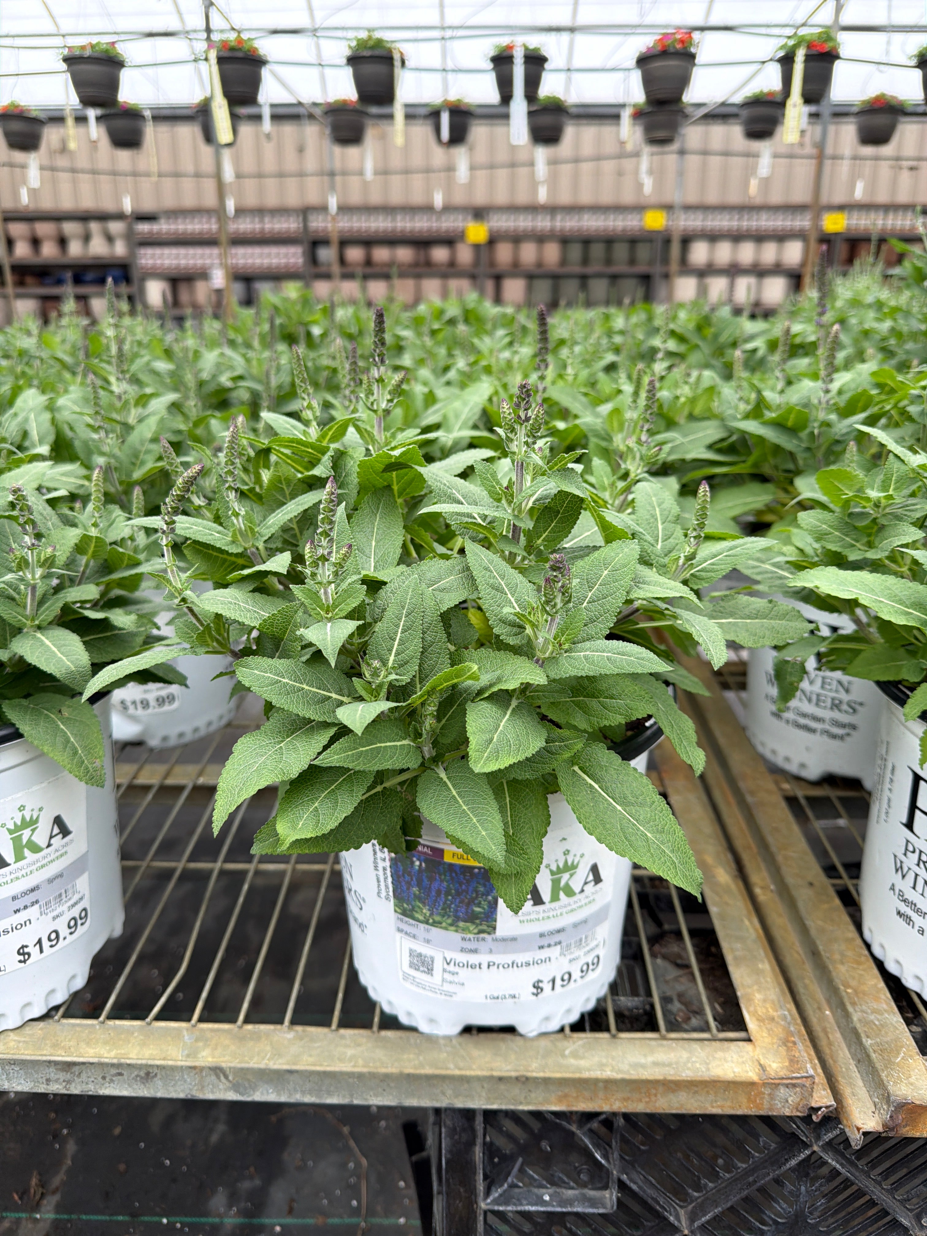 Salvia Sage Violet Profusion