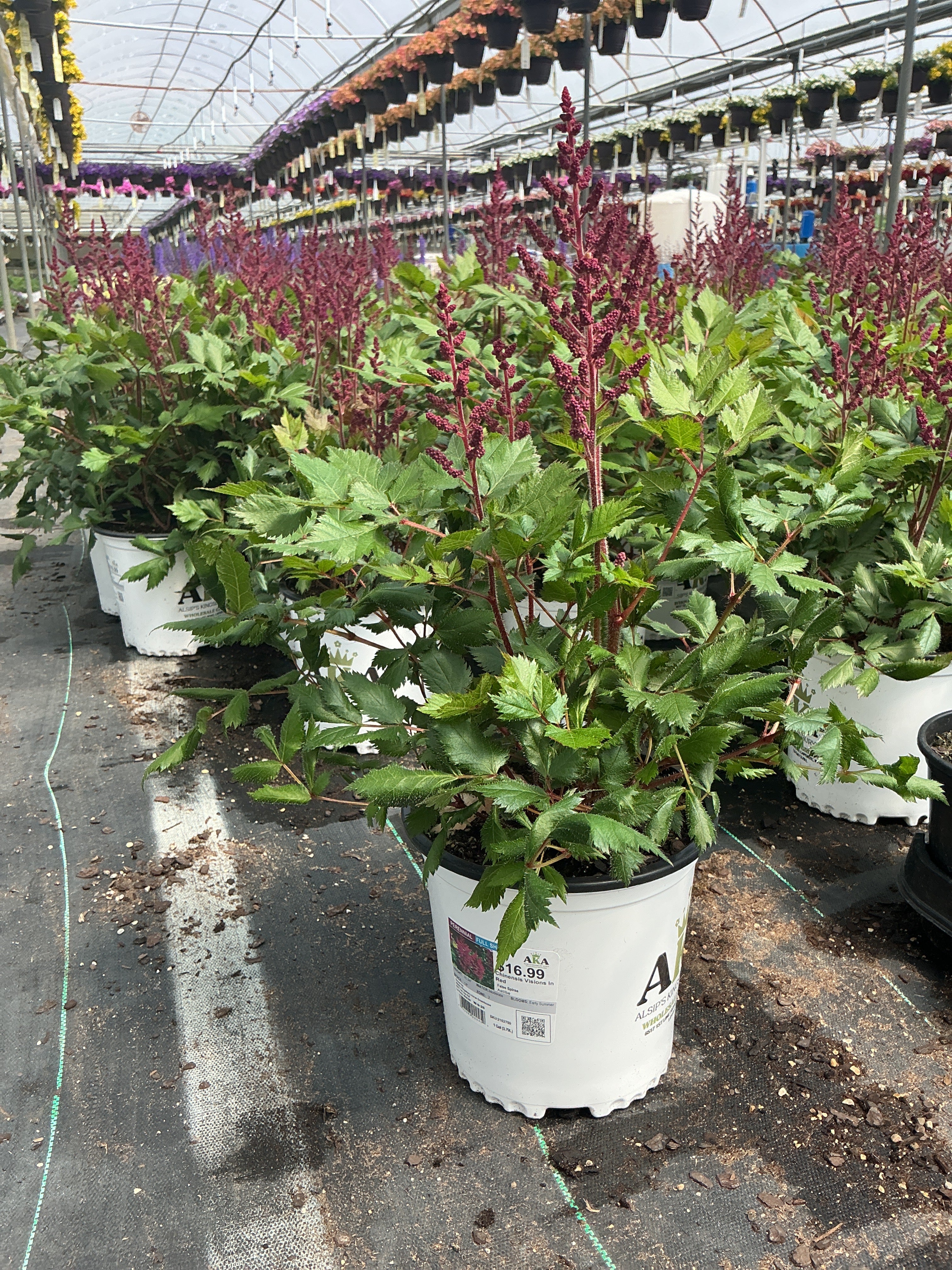 Astilbe False Spirea Chinensis Visions In Red