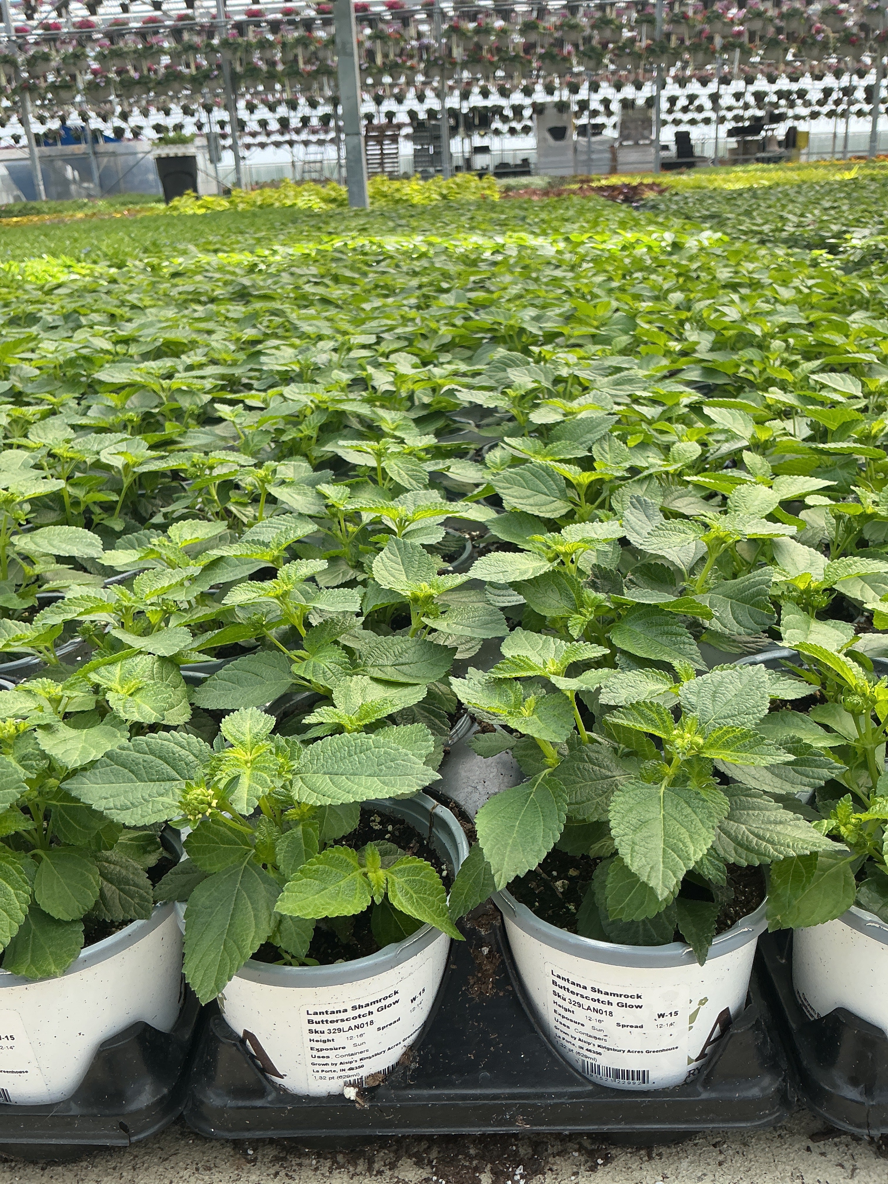 Lantana Shamrock Butterscotch Glow - 4.33" Premium Annual