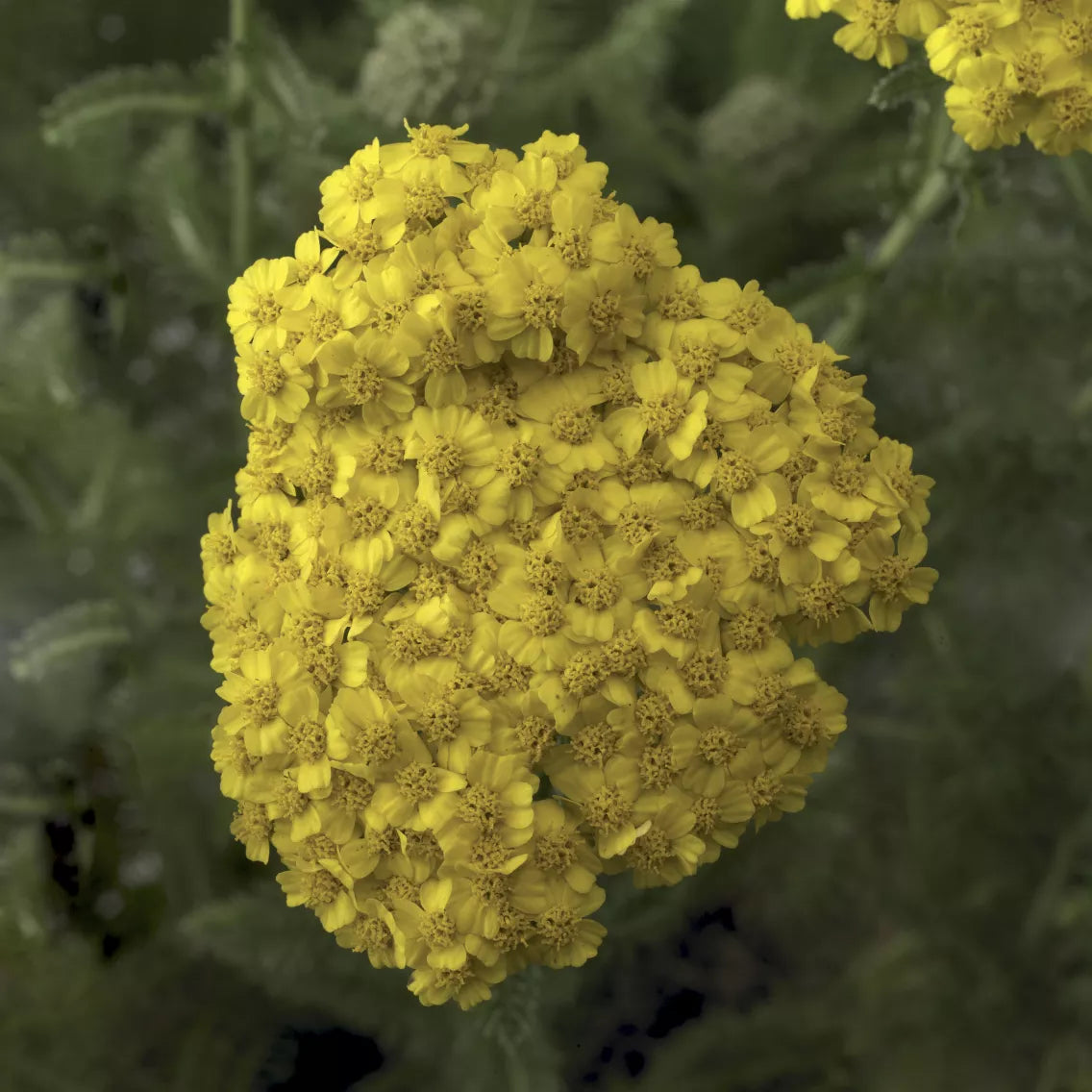 Achillea Yarrow Desert Eve Yellow