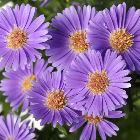 Believer Purple Aster - 5" Fall Asters
