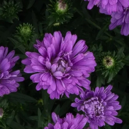 Henry I Purple Aster - 8" Fall Asters
