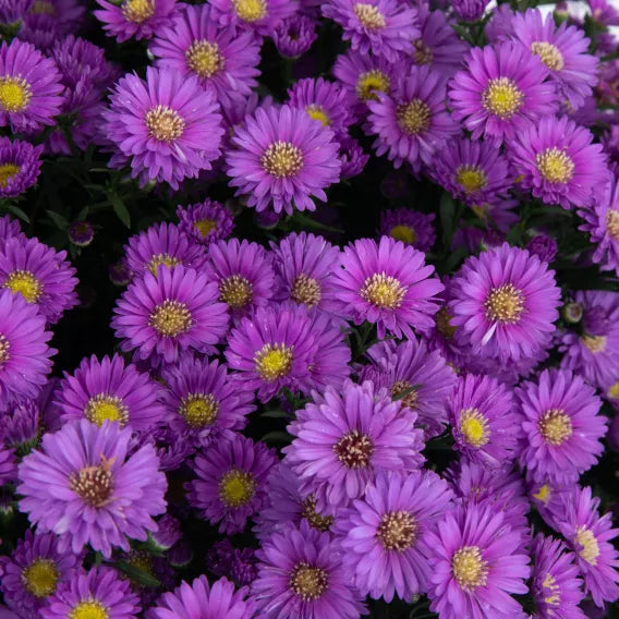 Magic Purple Aster - 9" Fall Asters