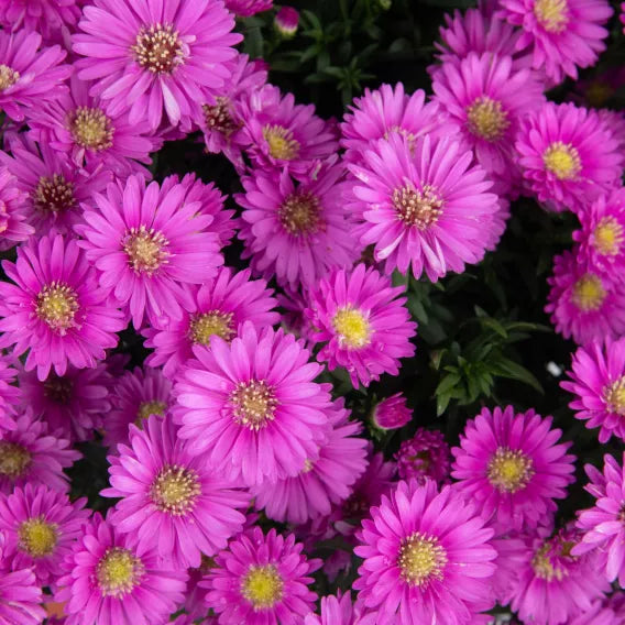 Magic Pink Aster - 9" Fall Asters