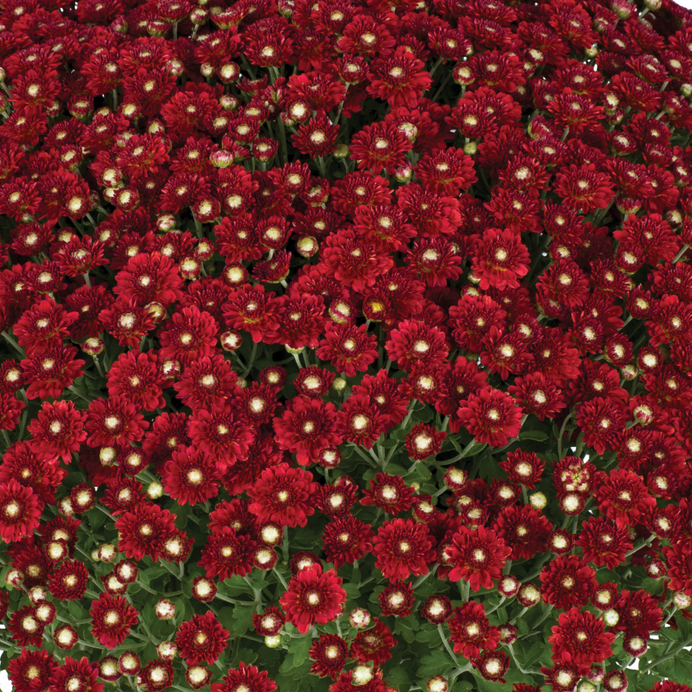 Aideen Red Fire - 5" Potted Garden Mum