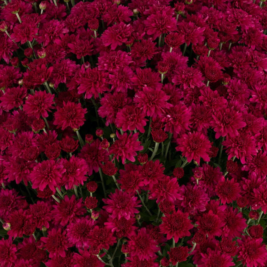 Arlette Purple - 5" Potted Garden Mum