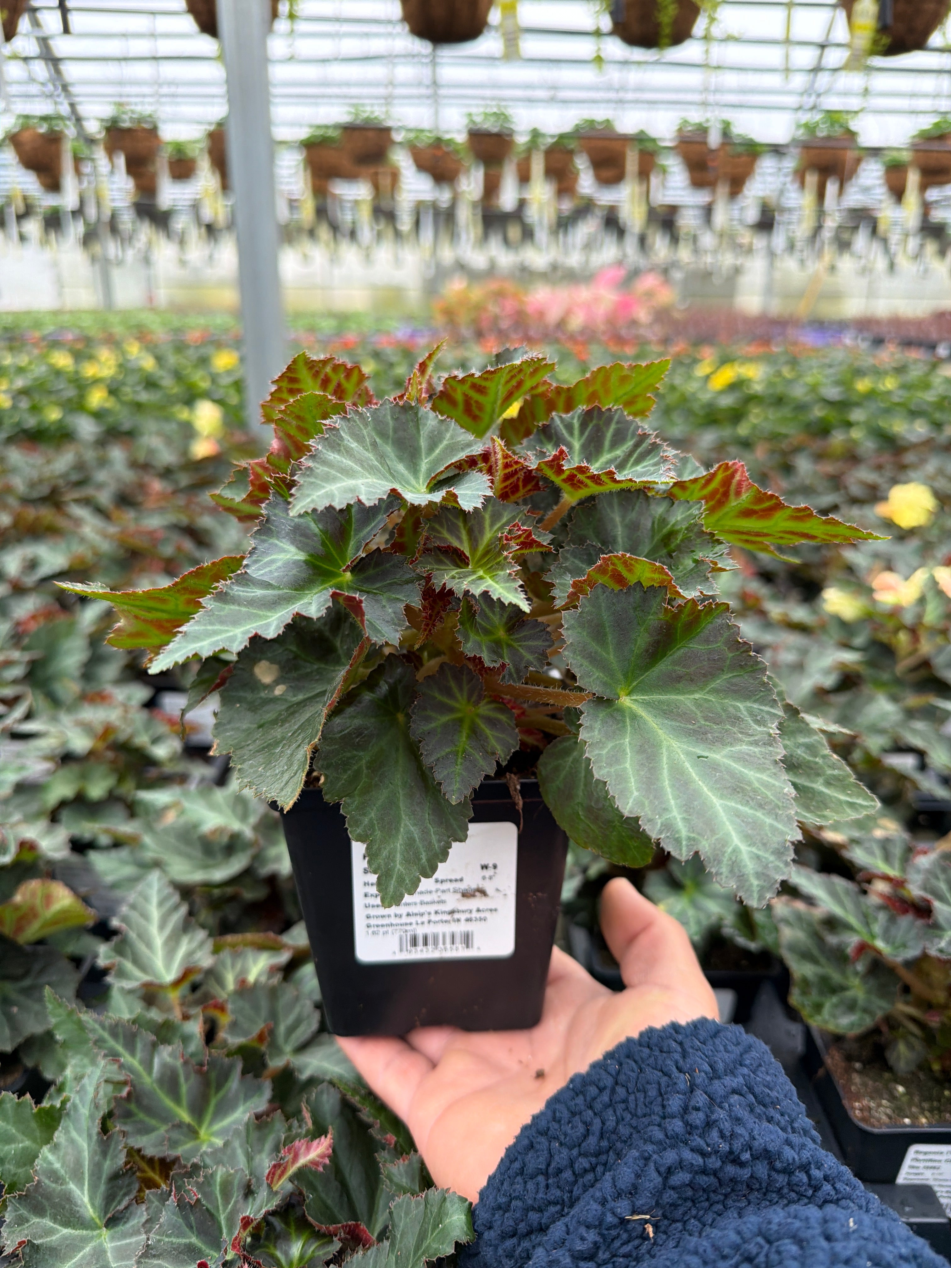Begonia I'Conia Portifino Citrix - 4.5" Potted Begonia