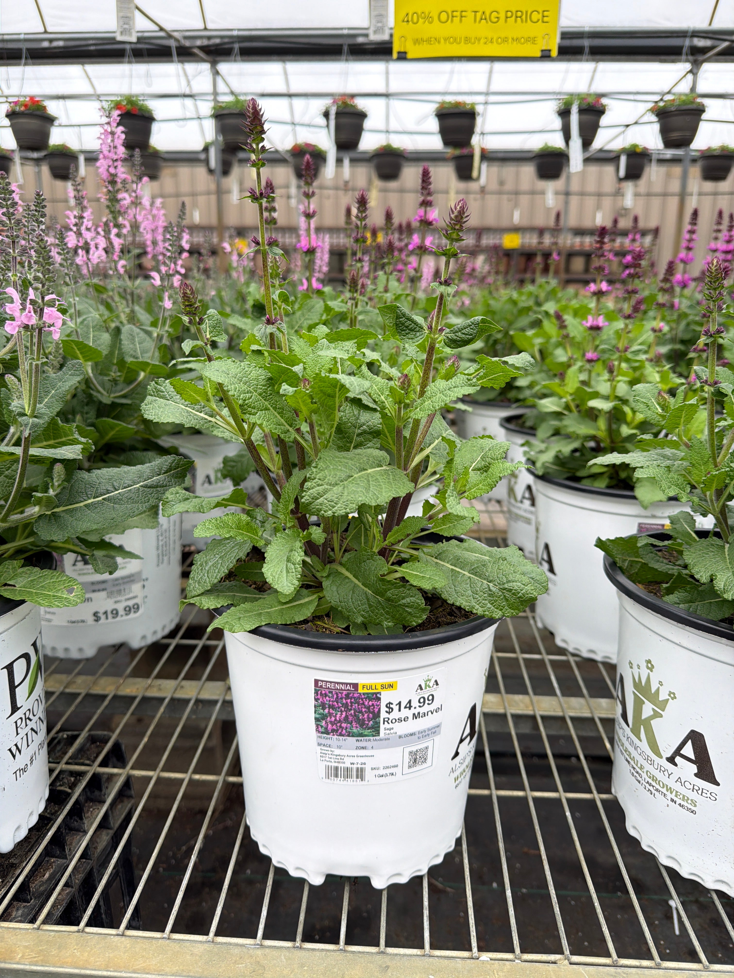 Salvia Sage Rose Marvel