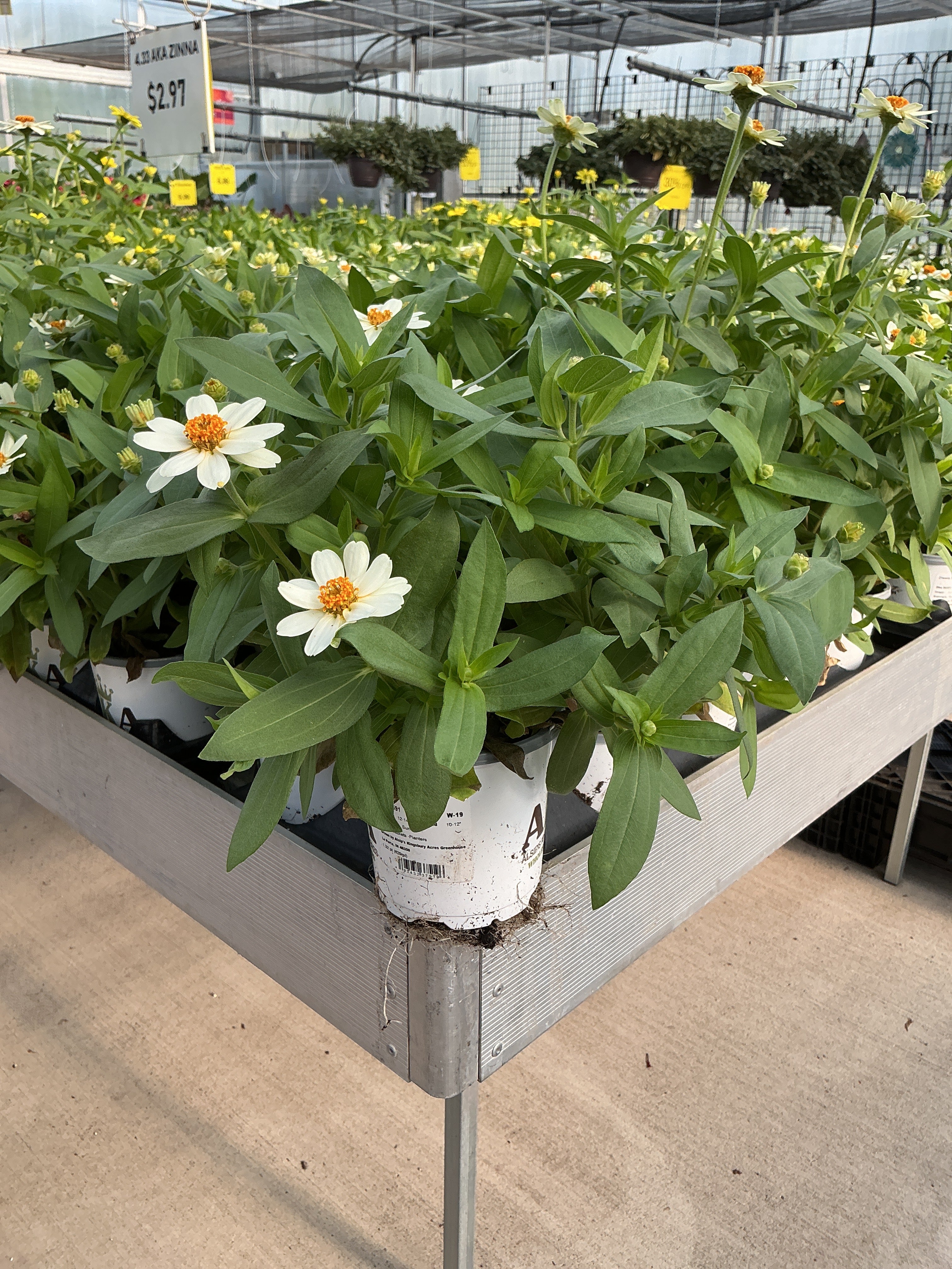 Zinnia Profusion White - 4.33" Premium Annual