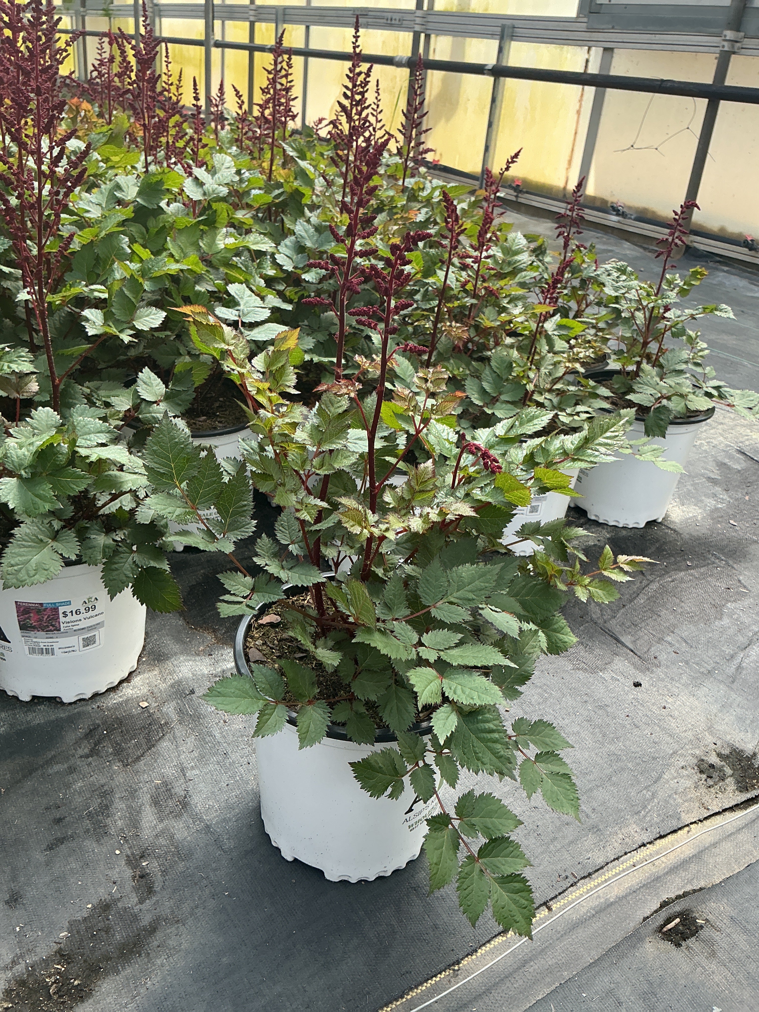 Astilbe False Spirea Visions Volcano