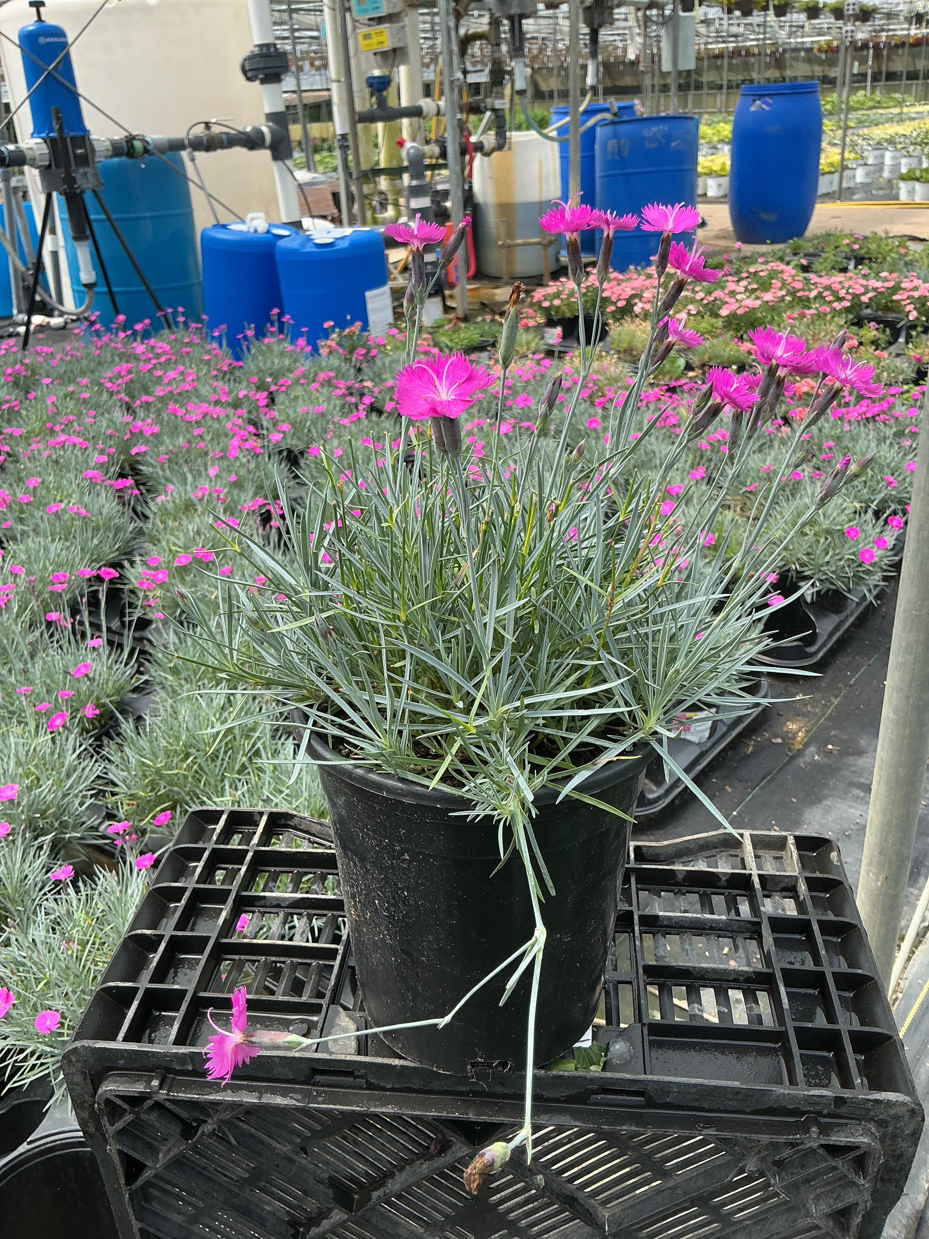 Dianthus Pinks Firewitch - 6" Perennial
