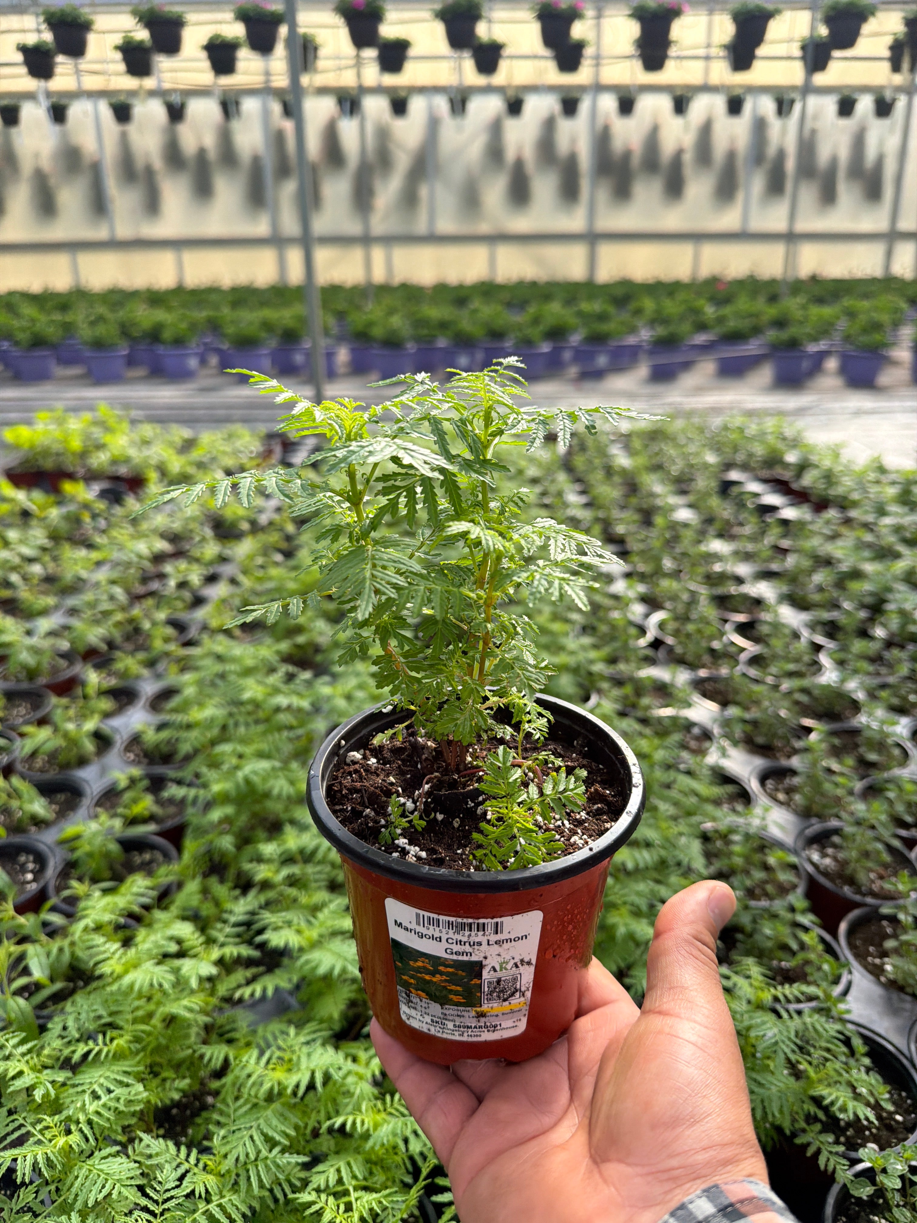 Marigold Citrus Tangerine Gem - 4.33" Potted Herb