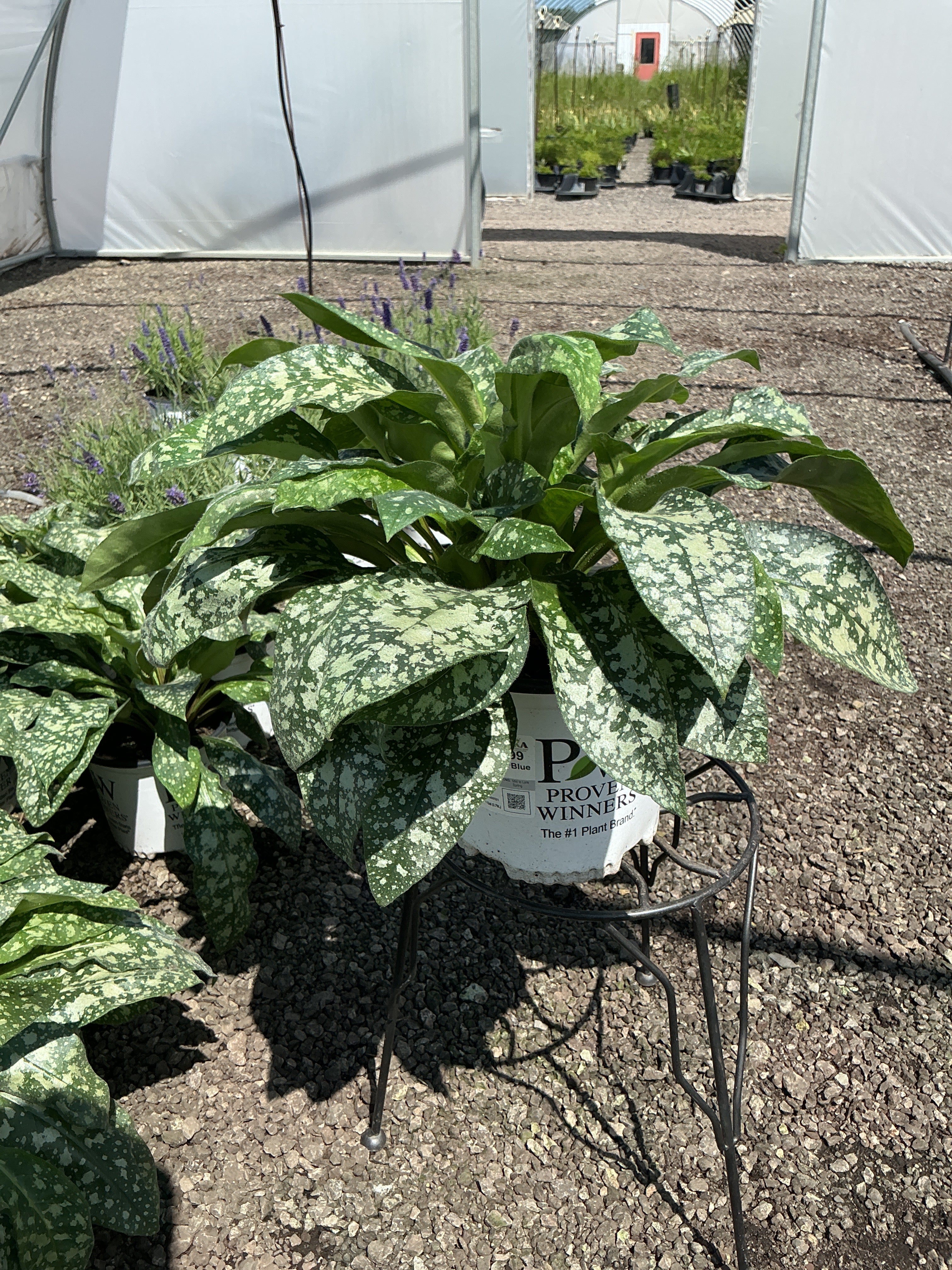 Pulmonaria Lungwort Pink A Blue